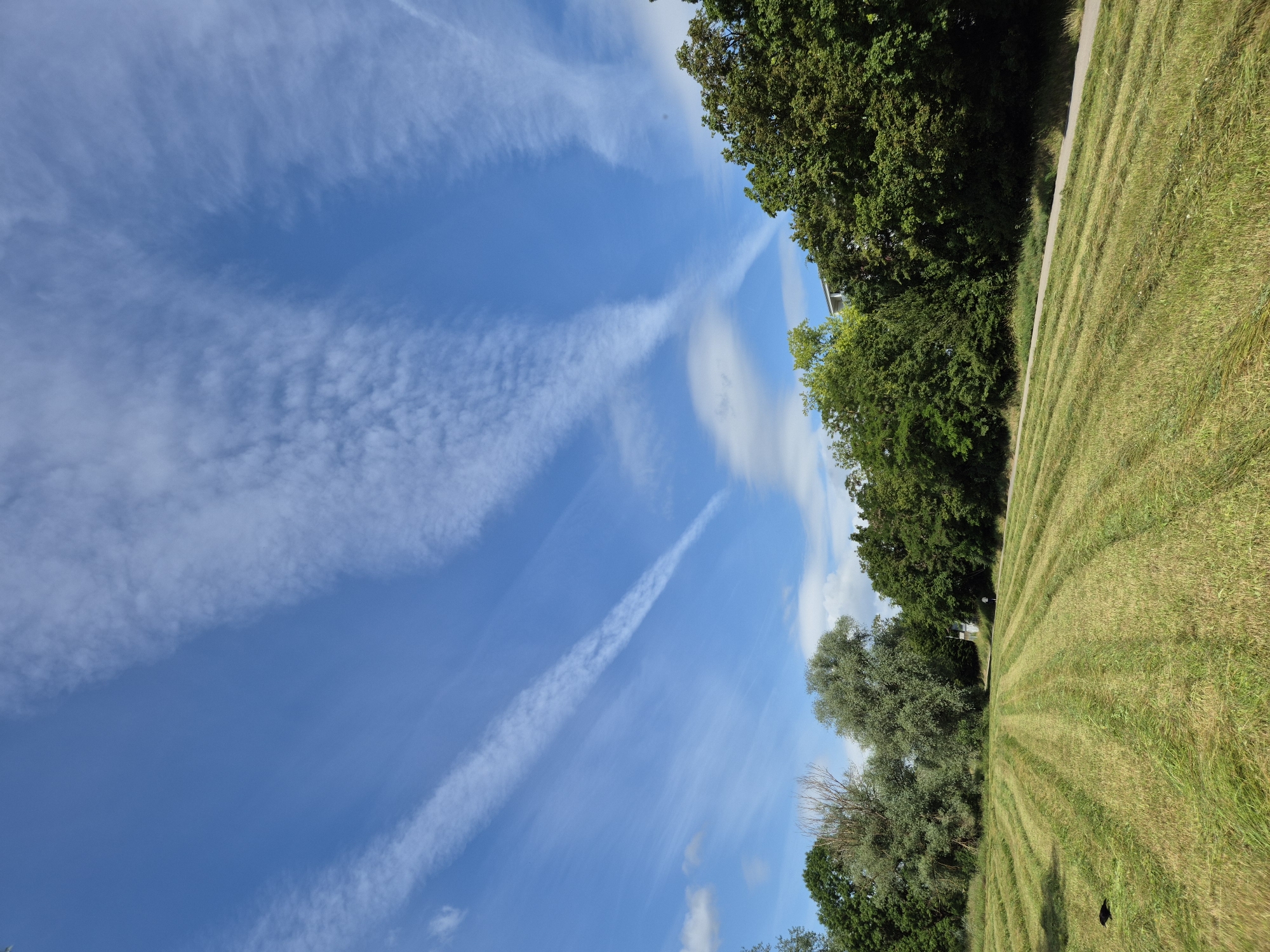 The image displays an outdoor landscape in the city of Unknown, Unknown, under a clear blue sky featuring multiple white, wispy cirrus cloud formations and several distinct, linear contrails extending across the frame. In the foreground and midground, a large field of grass has been recently mown, evident by the distinct, parallel rows of cut vegetation, predominantly green with areas of yellowish-brown. A dark-feathered bird is visible on the mown field in the lower-left quadrant. Along the midground, a dense line of diverse deciduous trees, displaying various shades of green foliage, forms a natural barrier. A paved path runs alongside the tree line, on which a single individual is observed walking away from the viewer in the distance on the right side. A portion of a light-colored building is partially visible behind the tree line on the far right. The scene is brightly illuminated by natural daylight.