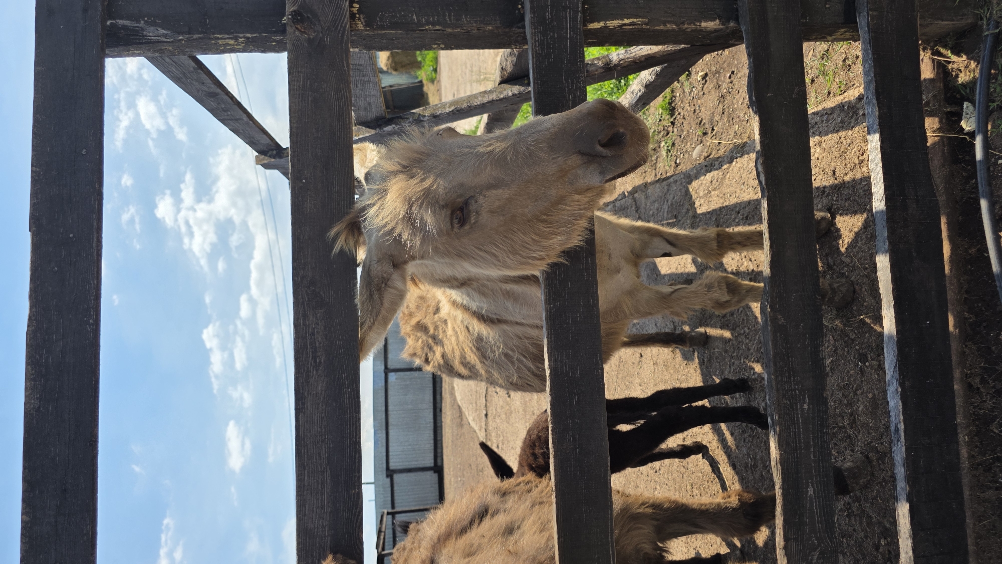 A light brown donkey stands behind a wooden fence in a rural area, possibly a farm, with a clear blue sky and scattered clouds above. Another donkey, darker in color, is partially visible to the left, and a dark-colored foal stands between the two adult donkeys. The ground is dirt, and there are some hay bales and a fence in the background. The lighting suggests it is daytime. The image does not provide any specific information to pinpoint its location in the city of Inzelga, Russia.