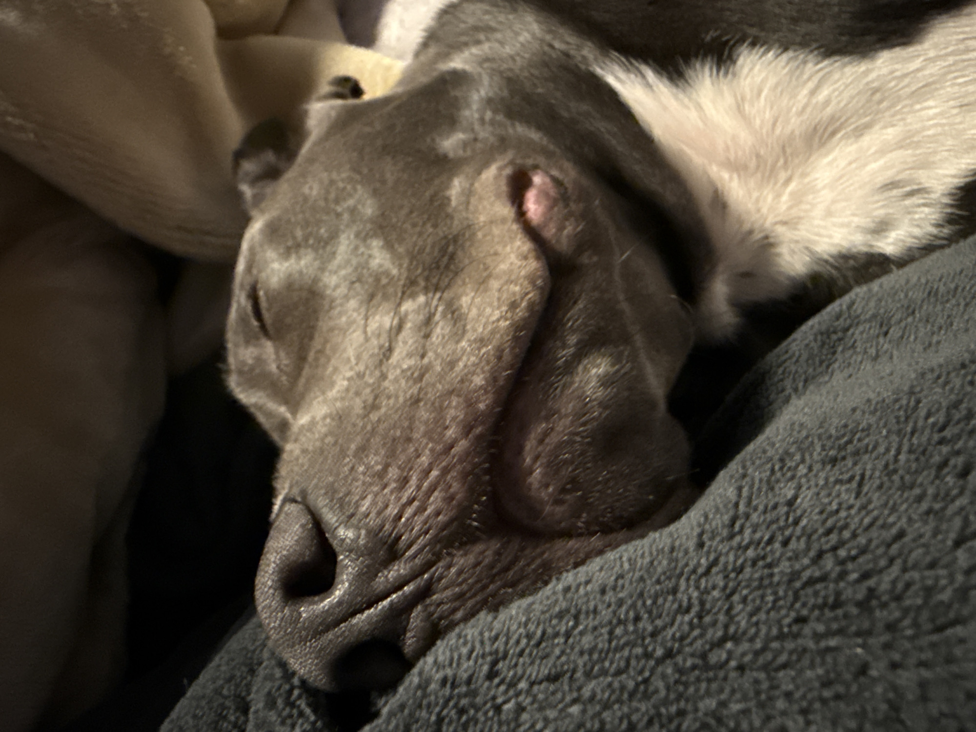 The image depicts a close-up of a domestic dog, likely a Staffordshire Bull Terrier or similar breed, asleep. The dog exhibits short, smooth, charcoal grey fur across its head and upper body, with a prominent white patch visible on its chest or lower neck area. Its eyes are closed, indicating a state of rest. The snout is dark, featuring visible texture on the nose pad. The dog's muzzle is relaxed, with a faint pink hue visible on the inner lip or gum. The dog is positioned on a dark grey, textured fabric, consistent with a blanket or bedding. A lighter, possibly beige-colored, soft material is partially visible in the blurred background to the upper right. The scene is dimly lit, suggesting an indoor environment, possibly a bedroom or living area. There are no human subjects or interactions visible. The precise location within the city of Varna, Bulgaria, cannot be determined from the visual information provided in the image.