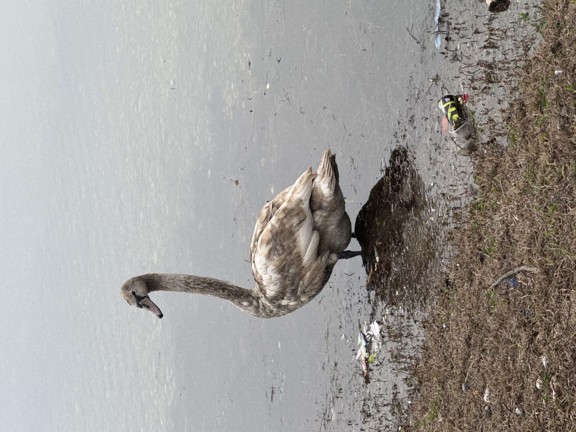 A gray juvenile swan stands at the edge of a gray body of water and a grassy shore littered with trash. The swan has a long neck and gray feathers. The shore is covered with dead grass and debris, including a plastic bottle. The scene is dirty and unkempt. The location is an urban area, city unknown, unknown.