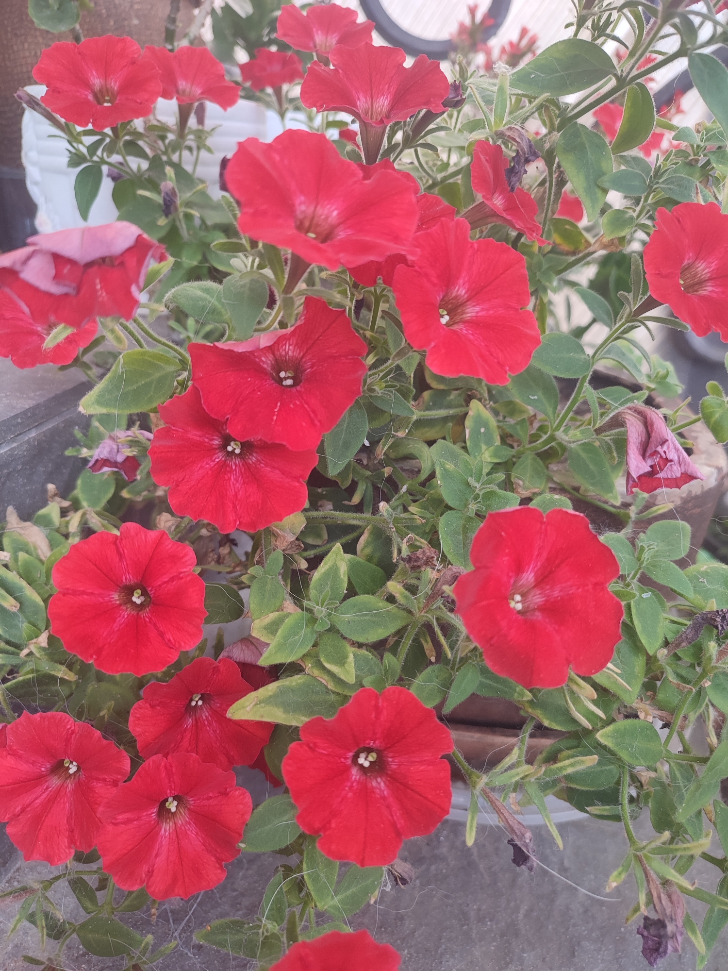 This media file is a close-up shot of a cluster of vibrant red petunias in full bloom. The flowers are the primary subject, with their trumpet-shaped petals and delicate, star-like centers. They are surrounded by green leaves, some of which show slight yellowing or browning, indicating the natural aging of the plant. The background is softly blurred, but hints of a white planter and a textured surface, possibly a balcony or patio, are visible. There are also a few dried or wilting petunia blossoms interspersed with the fresh ones, suggesting the ongoing cycle of growth and decay. Fine strands of what appear to be spiderwebs are also visible, clinging to the leaves and stems.
The overall scene is one of natural beauty and domestic gardening. The lighting suggests it is daytime, likely outdoors. The abundance of red flowers conveys a sense of cheerfulness and vibrancy. The location context provided places this scene in Kriukivshchyna, Ukraine. No people are visible, and there is no visible text in the image. The activity depicted is simply the presence of flowering plants in a cultivated setting.