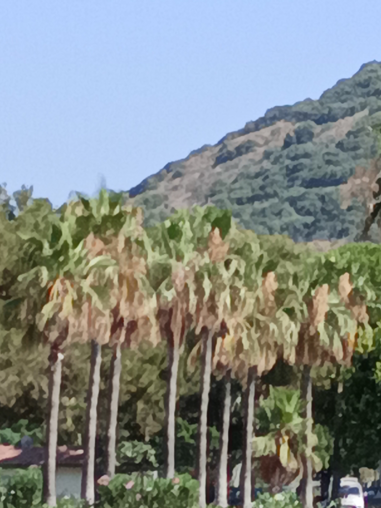 The image depicts a natural landscape featuring a row of palm trees in the foreground, with a verdant, tree-covered hillside rising in the background under a clear blue sky. The palm trees are tall and slender, with dry, brown fronds at their crowns. The hillside is a mix of dark green foliage and lighter brown patches, suggesting a natural, possibly rugged terrain. The lighting indicates it is daytime, likely under bright sunlight, casting shadows and highlighting the textures of the vegetation. There are no visible people or human activity in the immediate foreground or mid-ground. In the lower right corner, a white vehicle, possibly a van or bus, is partially visible, suggesting a road or parking area nearby. The scene appears to be located in a Mediterranean or tropical climate, consistent with the flora. Given the context of Gazipaşa, Turkey, this scene likely represents an area with natural beauty, possibly a park, a roadside, or the outskirts of the town where natural landscapes meet urban or semi-urban development.