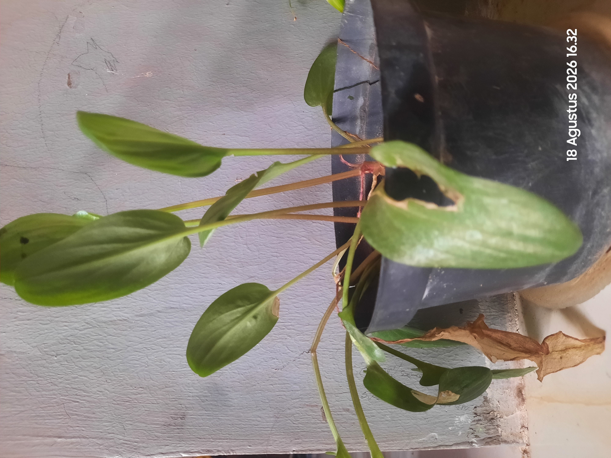 A potted plant with green leaves and brown stems sits in front of a textured grey wall. The plant is in a black plastic pot. One of the plant's leaves has a large hole in it. A dried, brown leaf hangs from a stem on the left side of the plant. The bottom right corner of the image shows text that reads "18 Agustus 2026 16.32." The scene appears to be indoors, possibly in Sukokerto, Indonesia, given the date format.