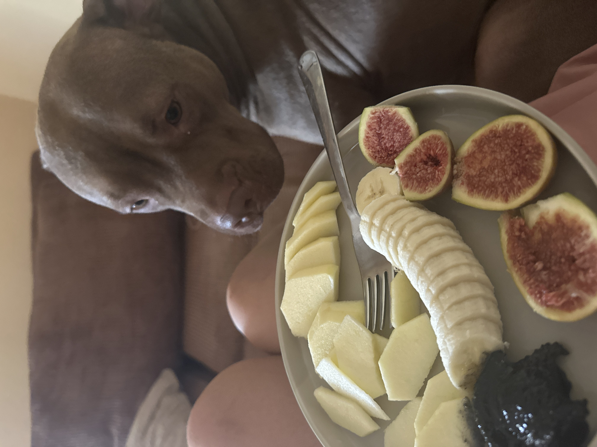 A brown pit bull dog looks down at a plate of fruit, which includes sliced apples, banana slices, halved figs, and a dark jam or spread. The dog is positioned on a couch in what appears to be a living room. The background shows the brown fabric of the couch. The overall scene suggests a casual indoor setting, likely a home, with no visible indication of being in Malevo, Bulgaria.