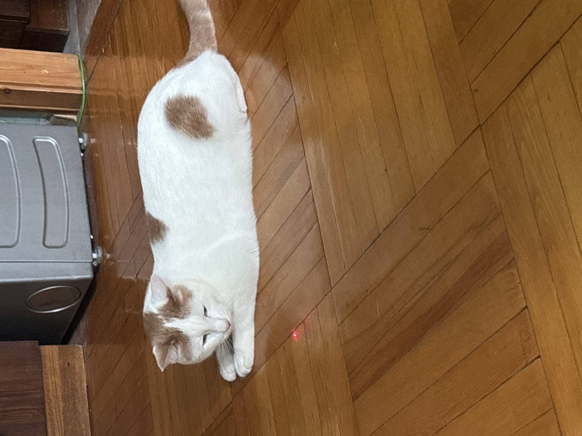 A white cat with brown patches is lying on a polished wooden floor. The cat is looking down at a small red laser dot on the floor in front of it. The floor is made of wooden planks laid in a parquet pattern. In the background, there is a dark wooden cabinet on the left, and a large, silver-colored appliance with a circular vent on the right. There is also a wooden support beam to the right of the appliance. The lighting appears to be natural, possibly from a window, casting reflections on the polished floor. The scene appears to be indoors, likely in a residential setting in Novoe Devyatkino, Russia.
