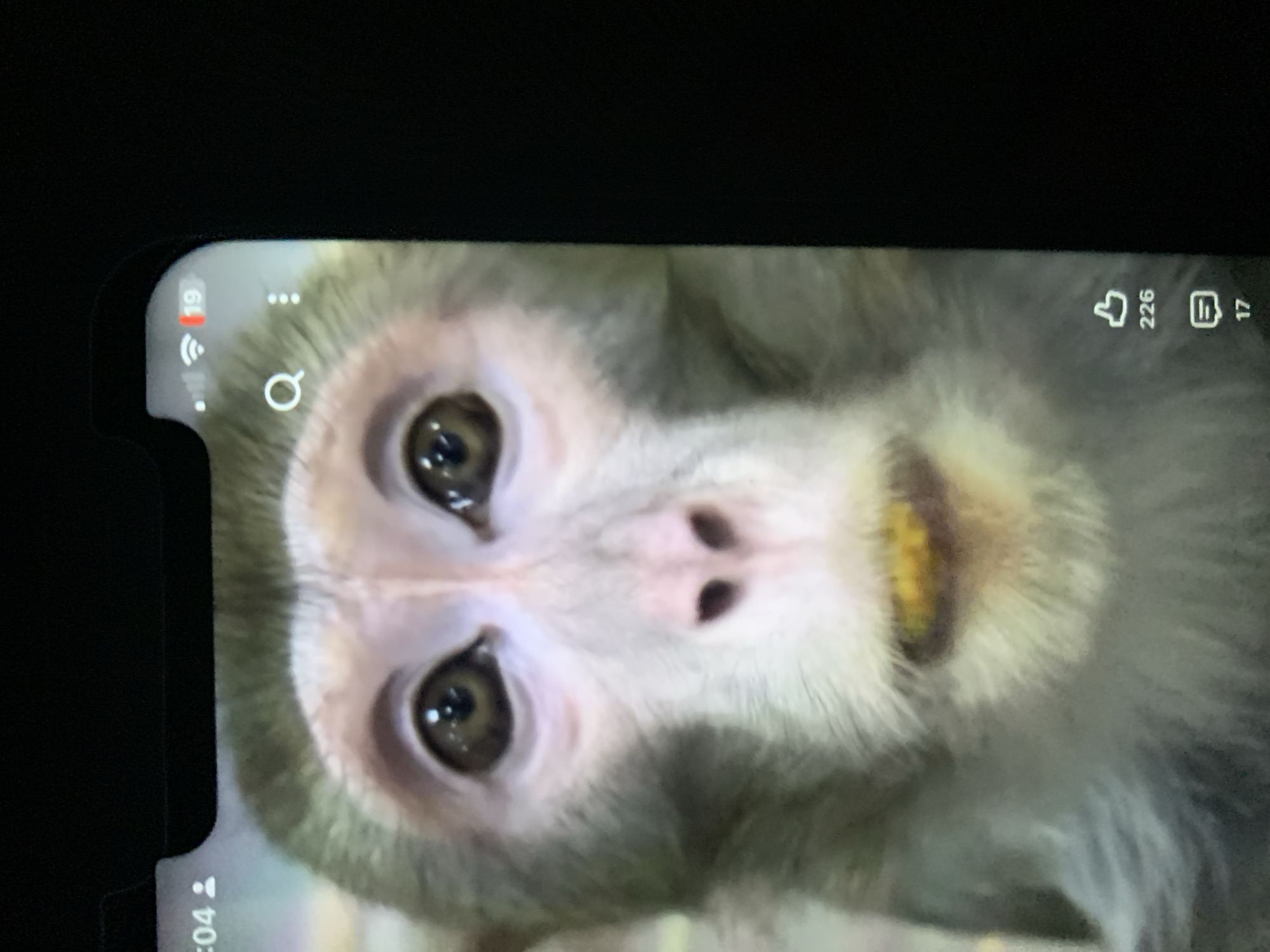 The image is a close-up of a monkey's face displayed on a smartphone screen, which is held up against a dark background, obscuring the surroundings. The monkey has large, dark eyes, a pink nose, and light-colored fur. Its mouth is open, revealing yellow teeth or gums. The smartphone screen shows a time display of "0:04" on the left, a search icon, a three-dot menu icon, and icons for likes and comments with counts of "226" and "17" respectively on the right. The image does not contain any information or visual cues that would allow for the identification of a specific location, including the city of Zhmerynka, Ukraine.