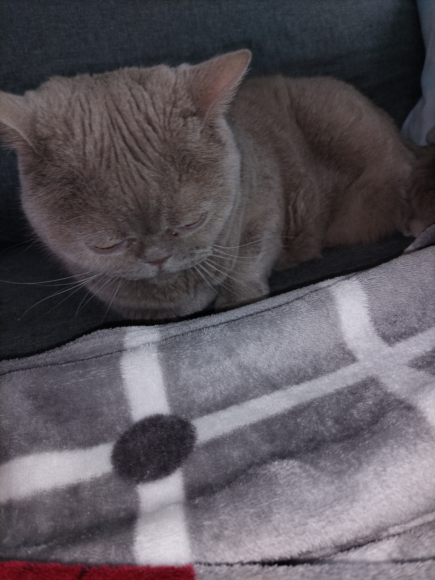 An eye-level medium shot shows a grey British Shorthair cat sleeping on a grey blanket. The cat is curled up and its eyes are closed. The blanket has a white and grey plaid pattern with a dark grey circular marking in the center. The cat's fur is short and dense. The background is a dark grey surface, likely a piece of furniture. The lighting is dim and warm.