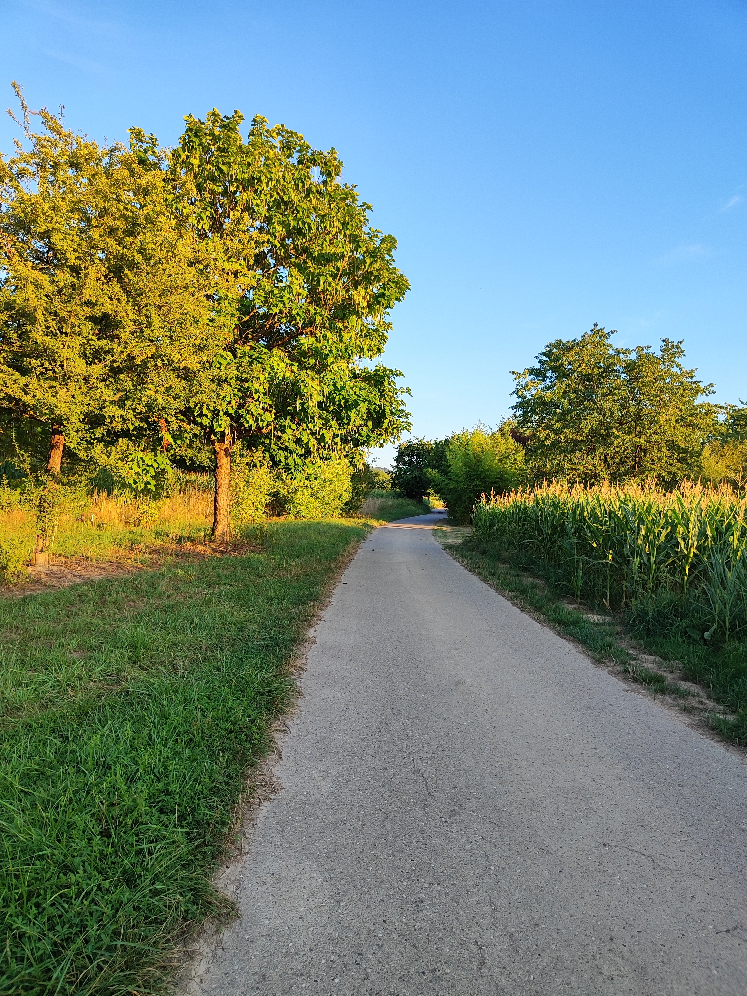 The image shows a paved country road leading through a rural landscape. On the left side of the road, there are trees and green grass. On the right side, there is a cornfield. The sky is clear and blue. The scene appears to be bathed in the warm light of the setting sun, casting long shadows. There are no people or animals visible in the image. This scene is located in the outskirts of Offenburg, Germany, likely in an agricultural area surrounding the city.