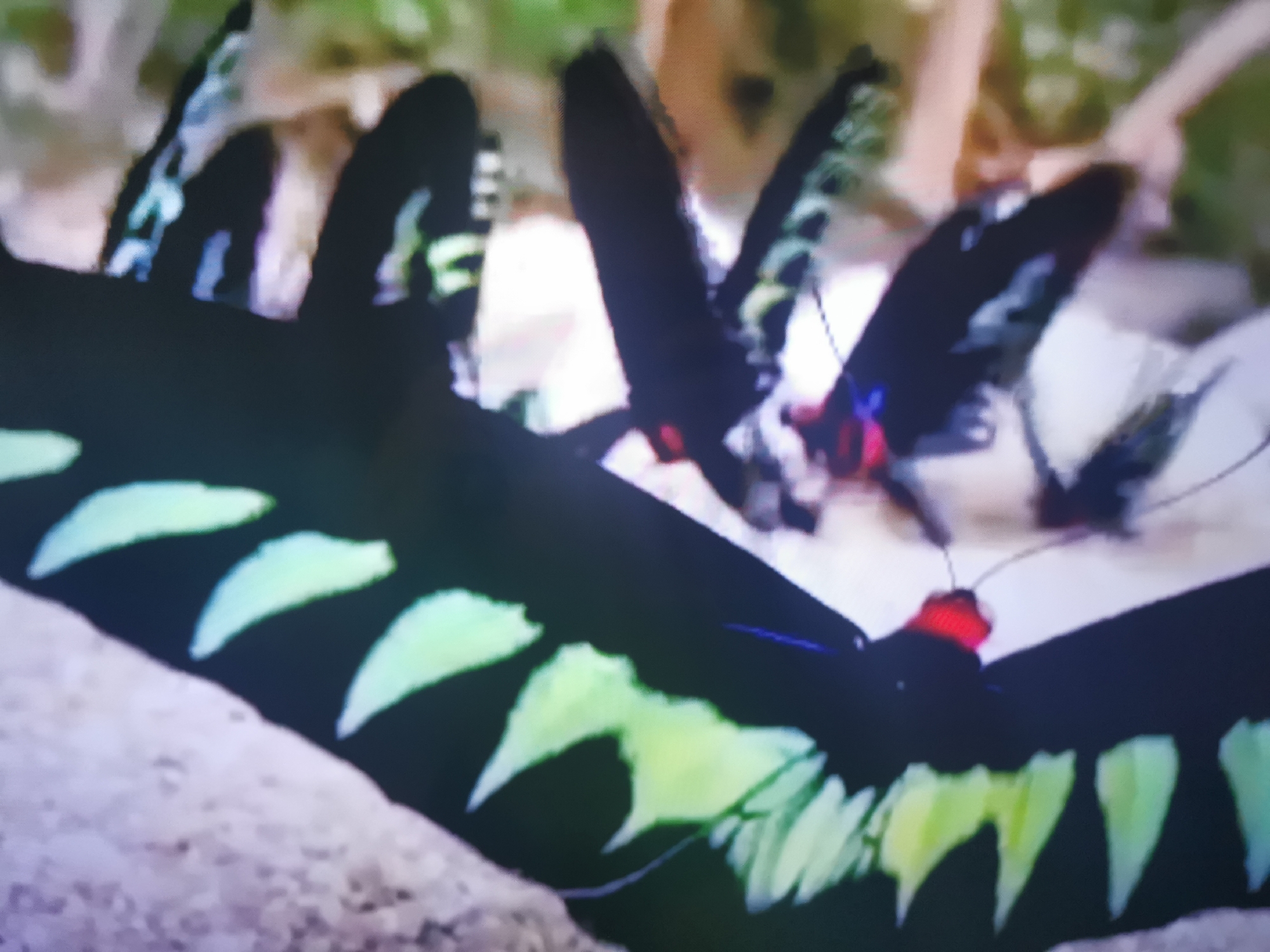 The media file features a close-up of several black butterflies with iridescent green markings on their wings. The butterflies are gathered together, with some of their wings overlapping. One butterfly in the foreground has a vibrant red body and is prominently displayed. The background is blurred, but appears to be a natural setting with foliage and possibly sand or soil. The lighting suggests daytime, though no specific time can be determined. The image is focused on the details of the butterflies, their intricate wing patterns, and their delicate antennae. There is no visible text in the image. The setting is implied to be a natural environment, possibly a garden or a nature reserve. The activity depicted is simply the butterflies resting or congregating. The overall impression is one of natural beauty and intricate detail within the insect world. No human subjects are visible. The location context of Dnipro, Ukraine is not evident from the visual content of the image itself.