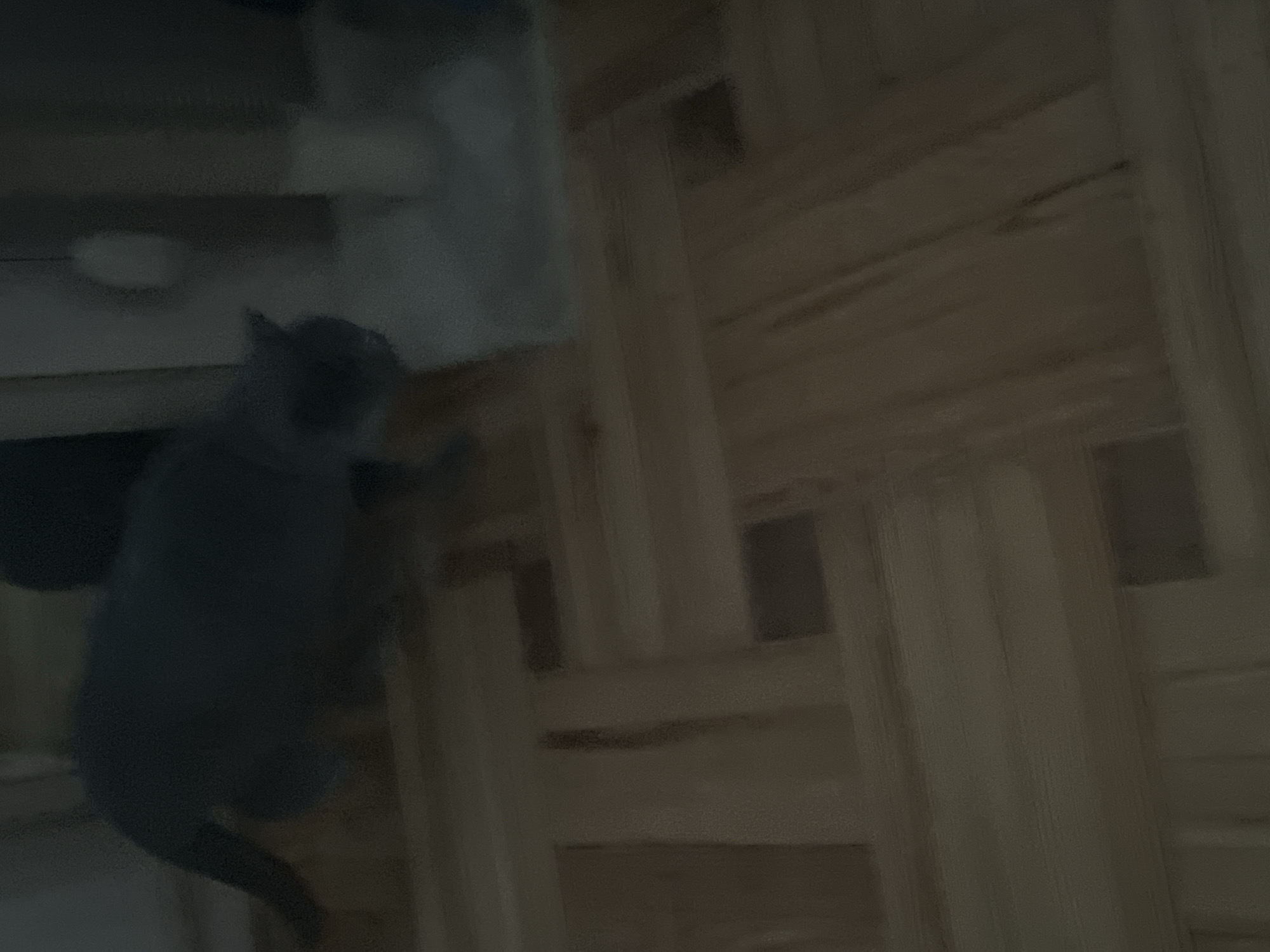 The image depicts a blurry, dimly lit indoor scene, likely a home, with a dark gray cat walking on a wooden floor. The floor appears to be made of parquet or a similar wood pattern. To the right of the cat, there is a blurry light-colored object that could be a piece of furniture or a scratching post. The background is indistinct due to the low light and blurriness, with hints of vertical structures and a lighter area that might be a window or door. No specific details about the city of Razdolnoye, Russia, can be inferred from the image.