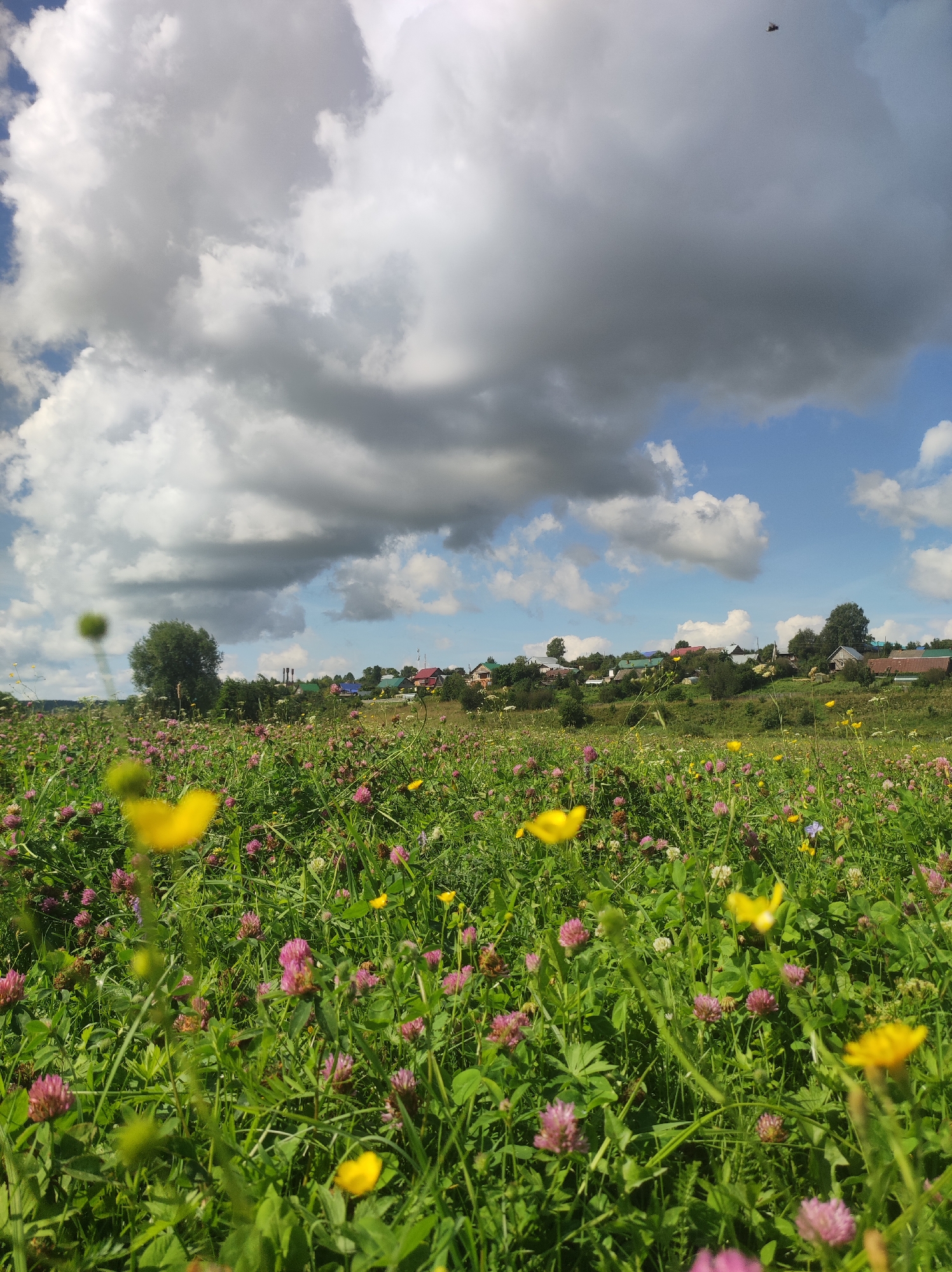 A low-angle, wide shot captures a vibrant meadow filled with red clover and yellow buttercups. In the mid-ground, a line of residential buildings with colorful roofs is visible on a gentle slope, interspersed with trees. A large, solitary tree stands to the left of the frame, nearer the foreground. The background is dominated by a dramatic sky featuring a mix of dark, heavy clouds and patches of bright blue. The scene appears to be a rural landscape near the town of Fokino, Russia.
