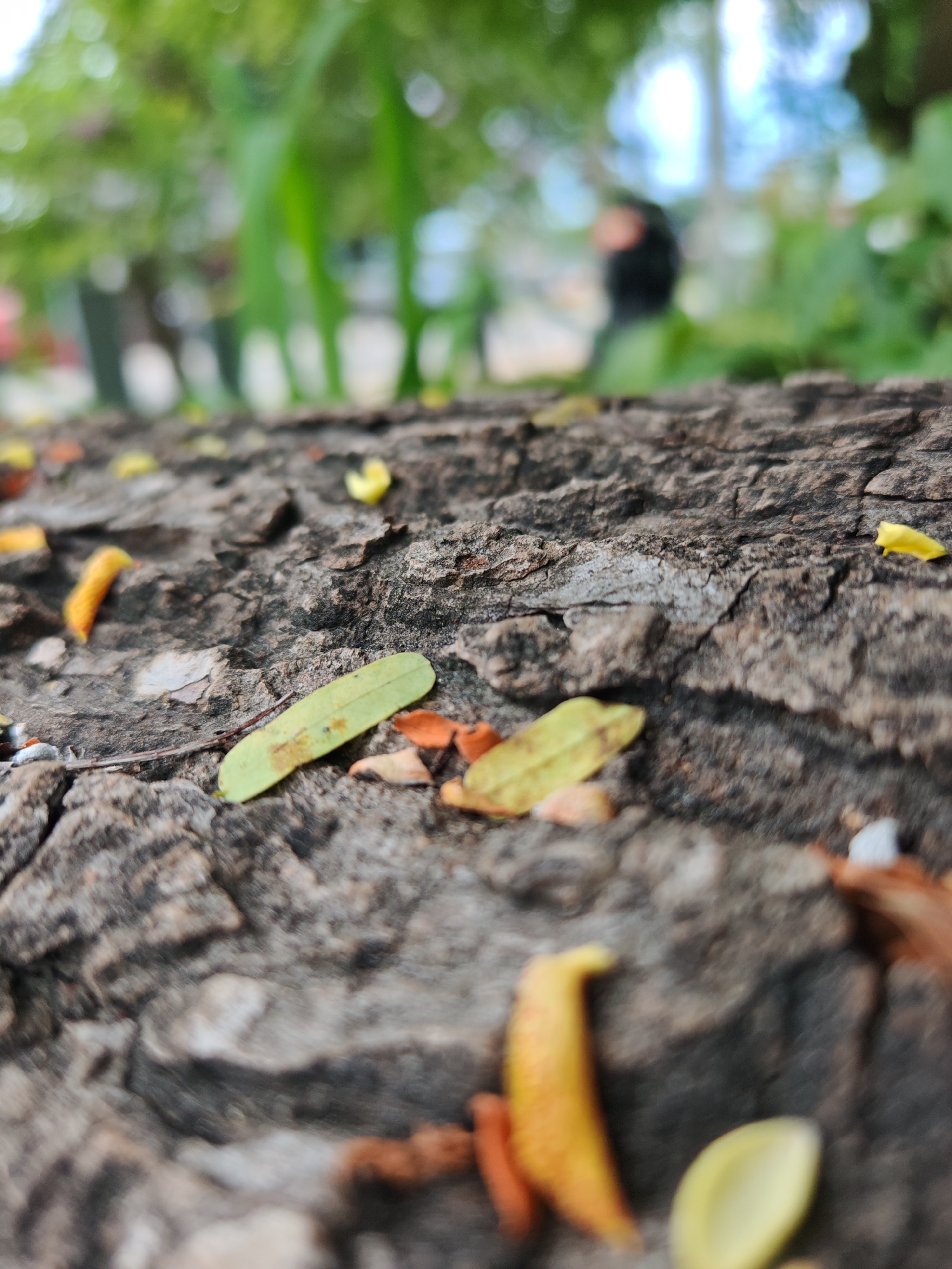 The image shows a close-up, low-angle view of a rough, textured tree trunk lying horizontally on the ground in Baan Bang Rak, Thailand. The trunk's surface is grey and weathered, with deep crevices and variations in tone. Scattered across the trunk are several small, fallen leaves. Some are a pale green, while others are a yellowish-orange, suggesting they are dried or decaying. The background is heavily blurred, indicating a shallow depth of field. It appears to be an outdoor environment with green foliage and possibly some indistinct figures or structures further in the distance. The lighting suggests it is daytime.