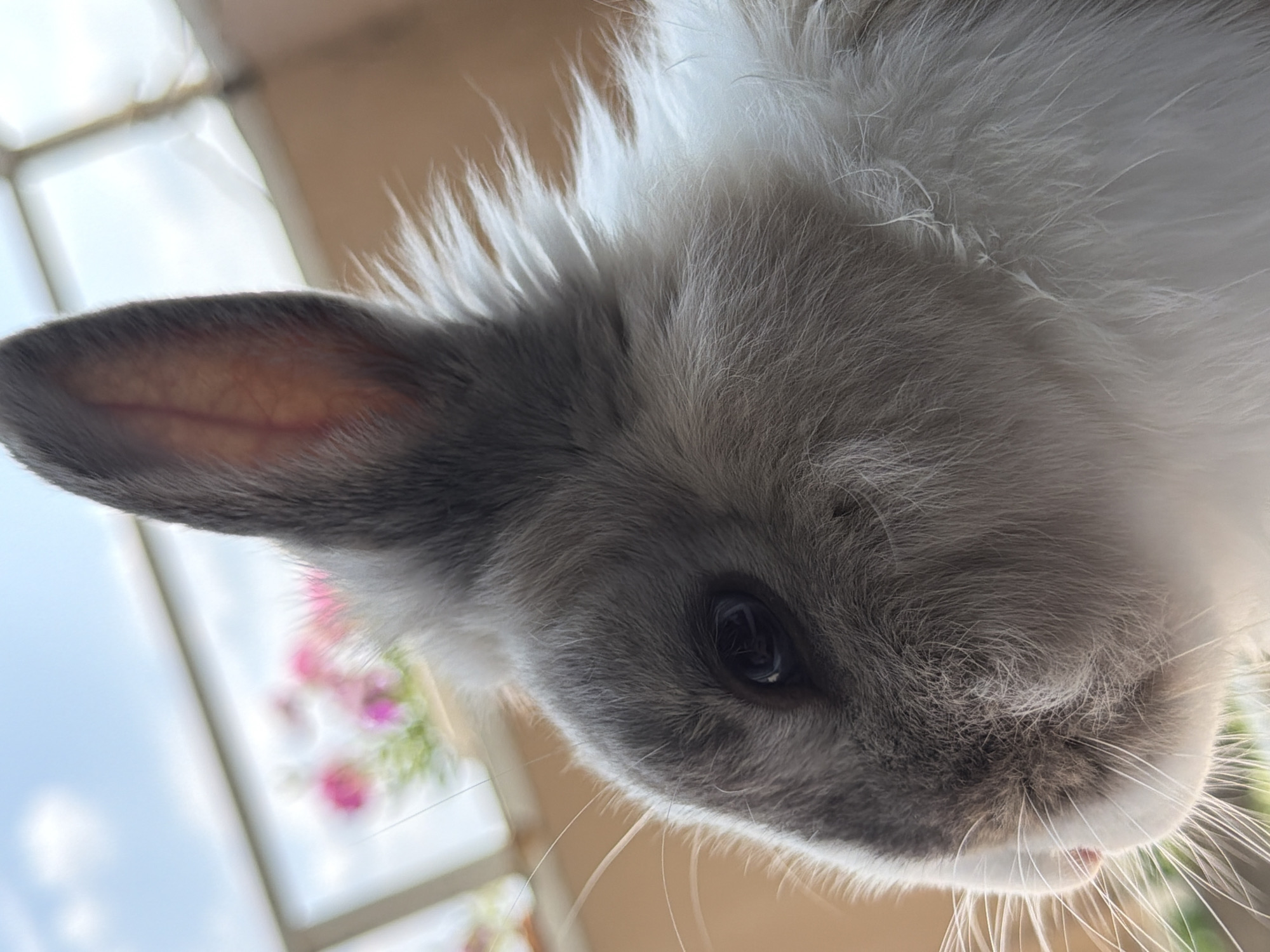 A close-up, low-angle shot captures the head and ear of a fluffy rabbit. The rabbit is positioned on its side, looking downwards and slightly forward, dominating the foreground of the image. Its fur is a blend of medium gray on its face and outer ear, transitioning to soft white on its chest and the top of its head, creating a plush, textured appearance.
Key details include:
- **Ear:** The rabbit's left ear is prominent, revealing a delicate pinkish-brown interior with fine blood vessels clearly visible, indicating its semi-translucent nature.
- **Eye:** A dark, round eye is visible, reflecting light and conveying a sense of alertness or curiosity.
- **Nose and Whiskers:** A small, pink nose is partially visible, surrounded by numerous long, white whiskers that fan out from its muzzle, some illuminated by the bright light.
- **Fur:** The fur's texture is evident, ranging from dense, shorter gray fur around the face to longer, more wispy white fur on its head and back, which stands up slightly.
The background is softly blurred, indicating a shallow depth of field. It features bright, ambient natural light, suggesting a daytime scene. Blurred elements in the background include what appears to be a window frame or balcony railing, along with soft pink and green hues that hint at distant flowers or plants. There are no people or discernible text in the image. The setting appears to be indoors or on a balcony, with an outlook towards the bright outdoors, in Pazardzhik, Bulgaria.