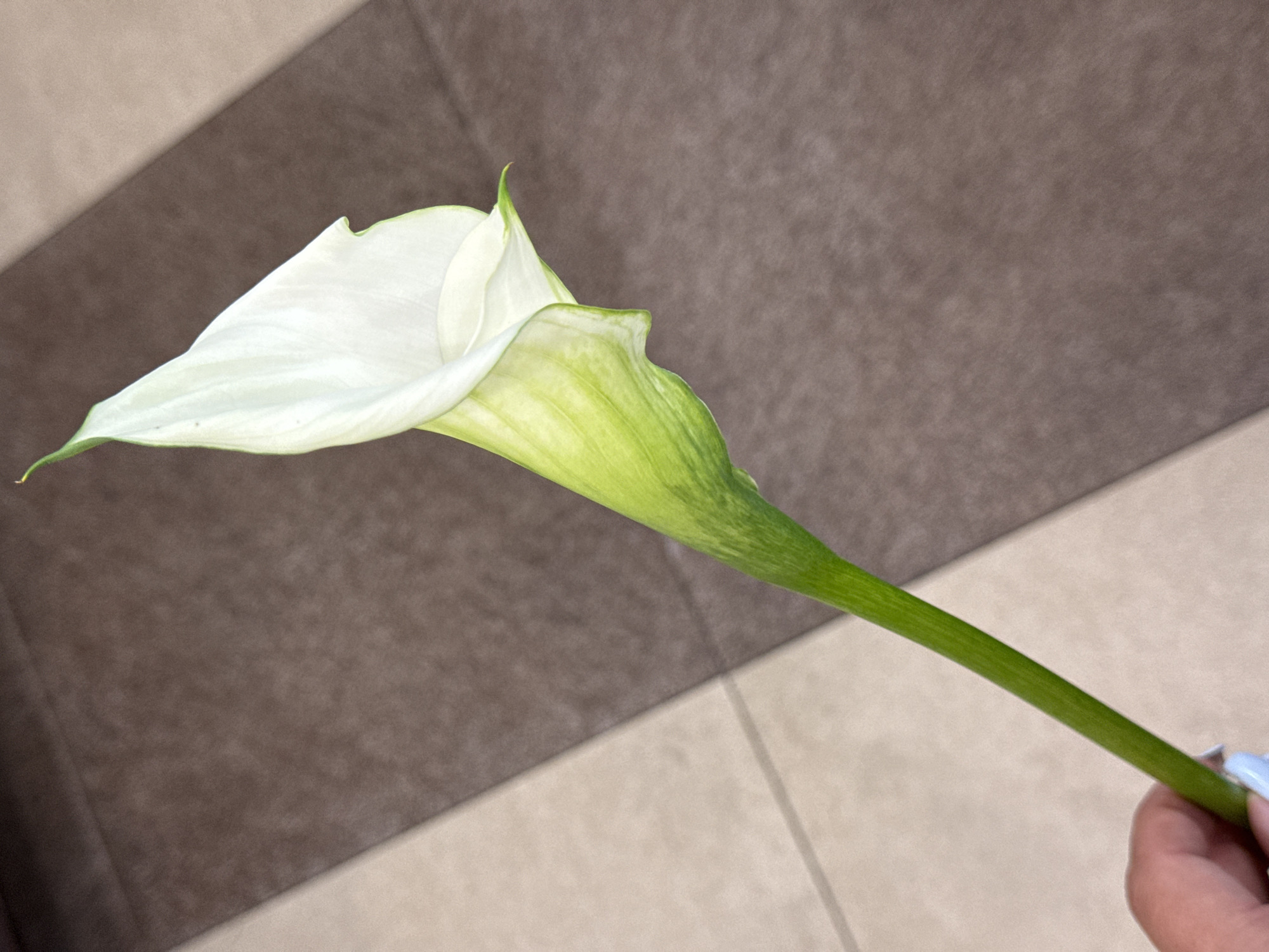 A close-up, eye-level, outdoor shot shows a person's hand holding the stem of a white Calla lily. The flower is elegant and white with green accents at the base of the bloom. The background is a tiled floor with alternating brown and beige squares. This scene is not located in Assinovskaya, Russia.
