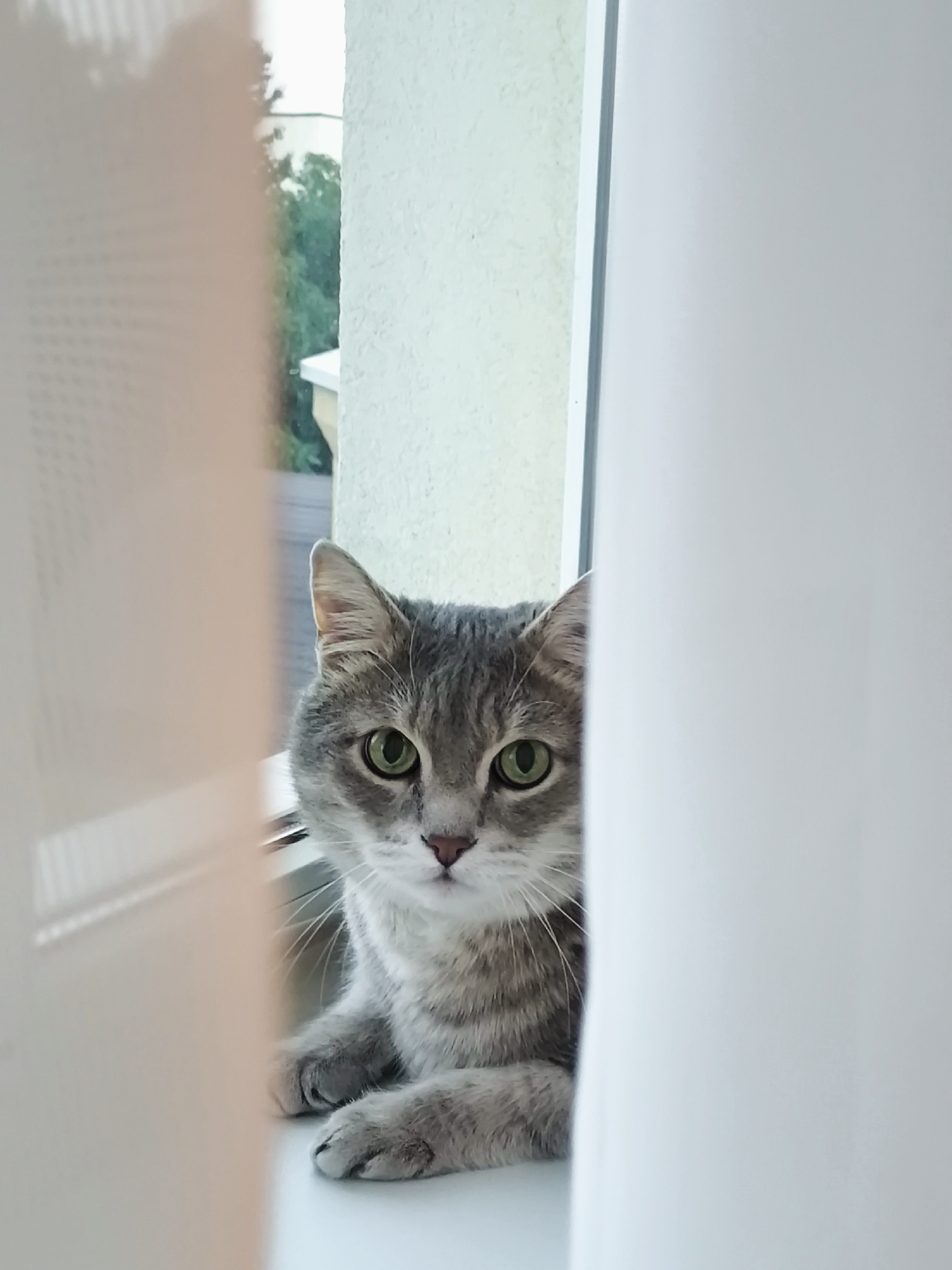 A gray tabby cat with green eyes sits on a windowsill, peering out from behind a sheer white curtain on the right and a textured cream-colored panel on the left. The cat's face is visible, with its head tilted slightly. Beyond the window, a blurry green landscape with trees and a white structure is visible. The setting appears to be indoors, by a window, with the environment suggesting it could be a home or similar building.