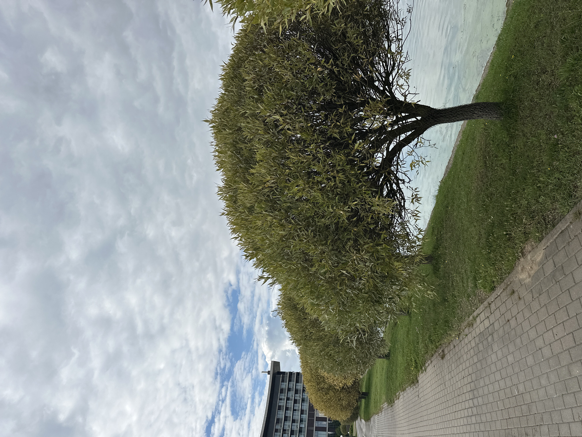 The image depicts a paved walkway alongside a grassy embankment that slopes down to a body of water. A row of trees with rounded canopies lines the edge of the embankment. In the background, a multi-story modern building with a dark facade and numerous windows is visible. The sky is cloudy. This scene is located on the territory of the Belarusian State University of Physical Education in Minsk, Belarus, specifically on the shore of the Svislach River.