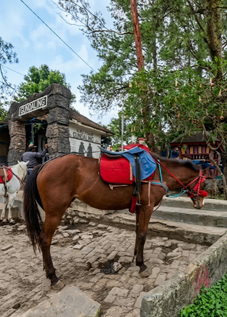 In Gundaling 2, Indonesia, a brown horse stands tethered on a cobblestone path. The horse is equipped with a saddle featuring a red pad and a blue blanket, along with red and blue reins. To the left, a white horse with a similar saddle is partially visible. Behind the horses, a stone archway with the word "GUNDALING" carved into it stands prominently, leading to a building with a sign also displaying "GUNDALING." A person wearing a grey jacket is seen near the archway. The environment is characterized by lush green trees and vegetation, with a cloudy sky overhead. Several steps are visible on the right side of the image, and in the background, structures with colorful elements can be observed.