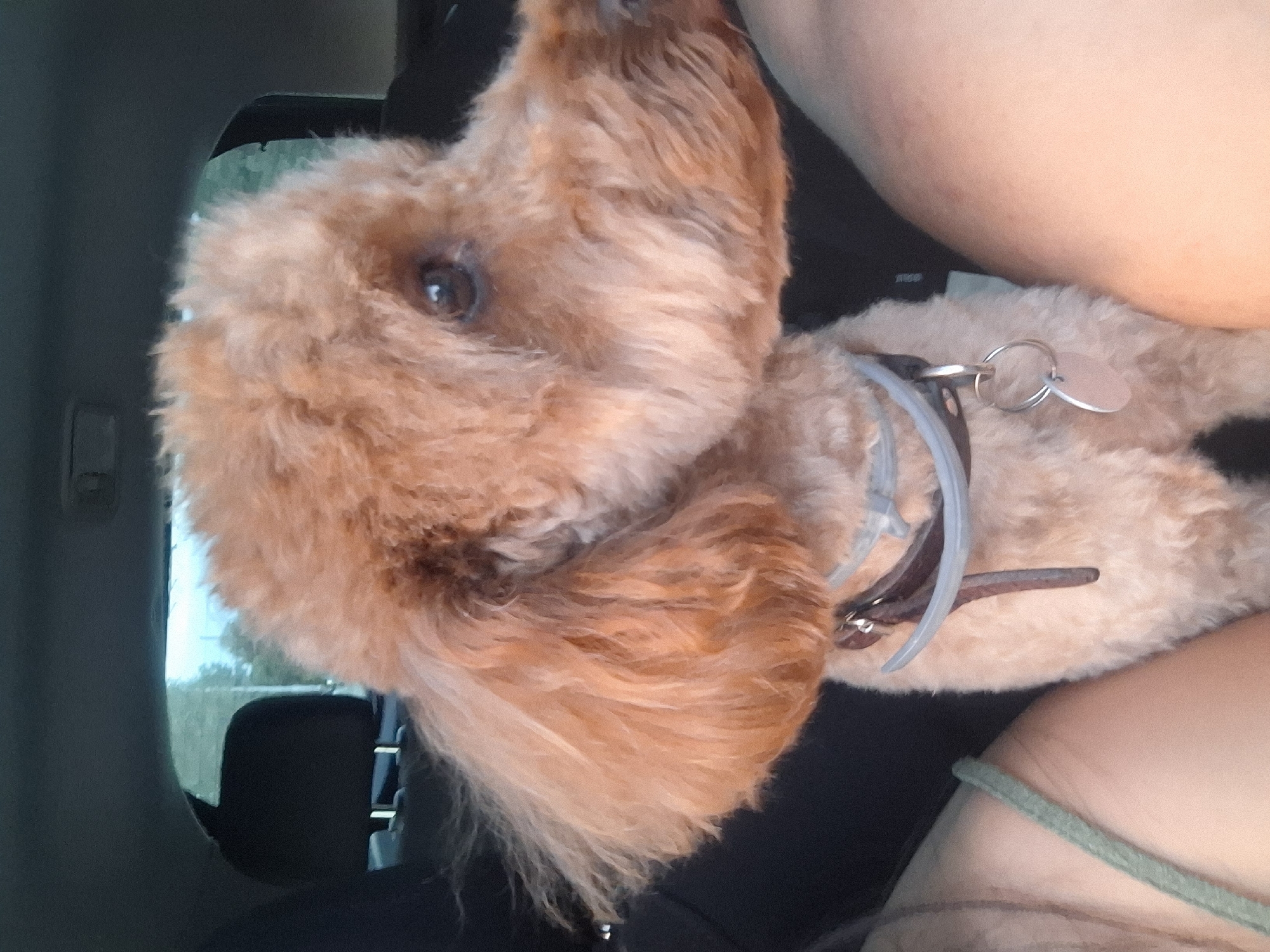 The image shows a toy poodle with apricot-colored fur sitting in the back seat of a car. The poodle is wearing a collar with two tags attached. The dog is looking to the right. The interior of the car is visible, including a headrest and a seat. The background outside the car appears to be trees and sky, suggesting an outdoor setting, possibly on the outskirts of a city or in a suburban area. There is no discernible information in the image that would link it to the city of Pleven, Bulgaria.