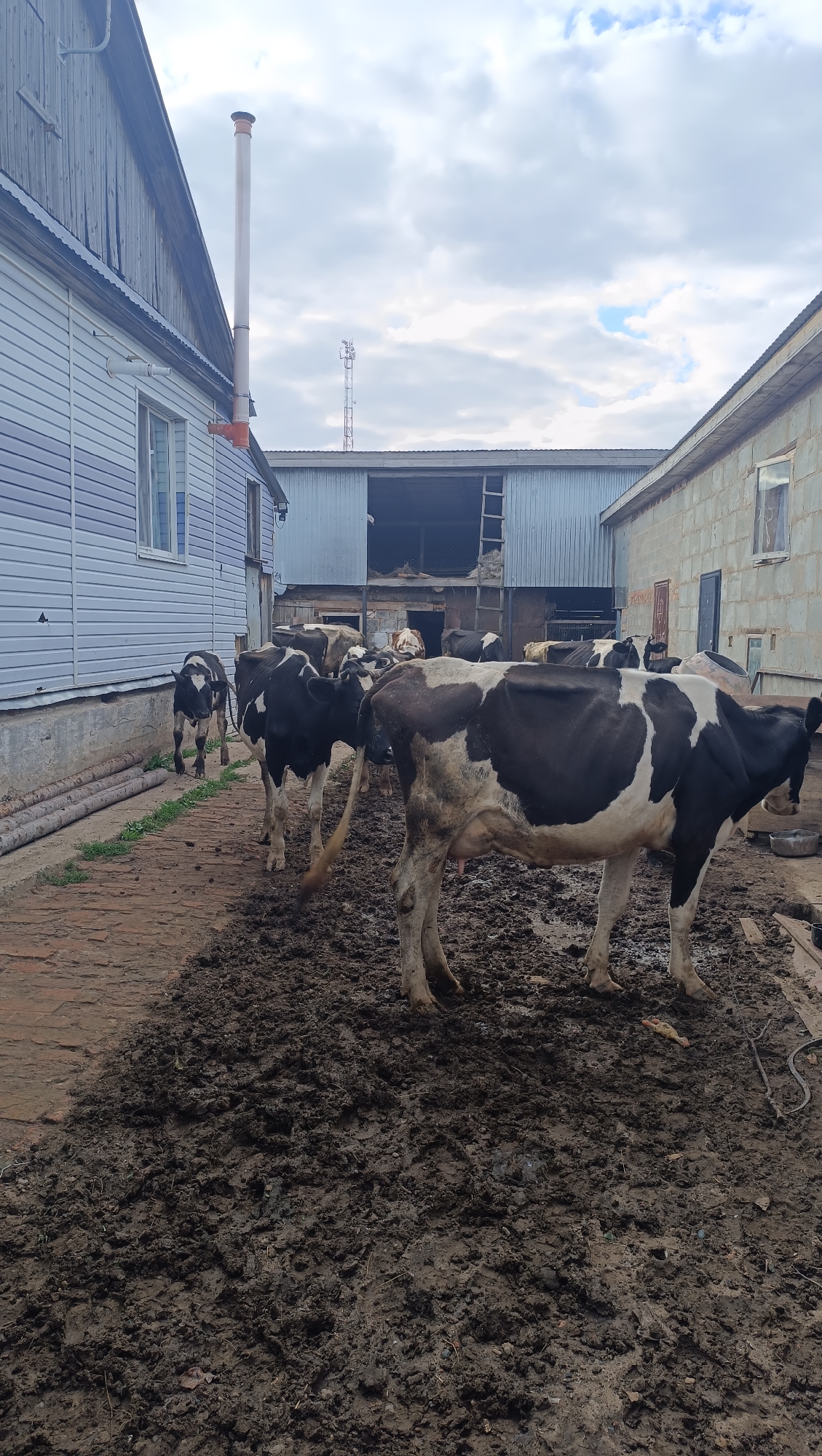 The image depicts a farmyard scene with several Holstein cows standing in mud. The ground is covered in a thick layer of mud and debris. To the left, a building with light blue siding and a wooden upper section is visible, featuring a white pipe chimney. In the background, a large, open-sided barn or shed with a metal roof is present, with a ladder leaning against its interior. Another building made of cinder blocks is situated to the right, with a window and a door. A cell tower is visible in the distance above the barn. The sky is cloudy with patches of blue. The image does not provide any information that can confirm or deny the location as being in the city of Karsha, Russia.