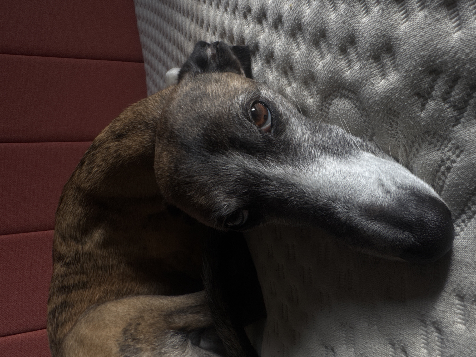 A close-up, high-angle shot depicts a greyhound dog resting on a gray, textured surface. The dog's head is prominently featured, with its face tilting slightly towards the camera. Its fur is a mix of brown, grey, and white, with a darker patch around its nose and ears. One brown eye is visible, reflecting light. The background includes a red surface adjacent to the greyhound. The exact location within South Kesteven, United Kingdom, cannot be determined from the image.