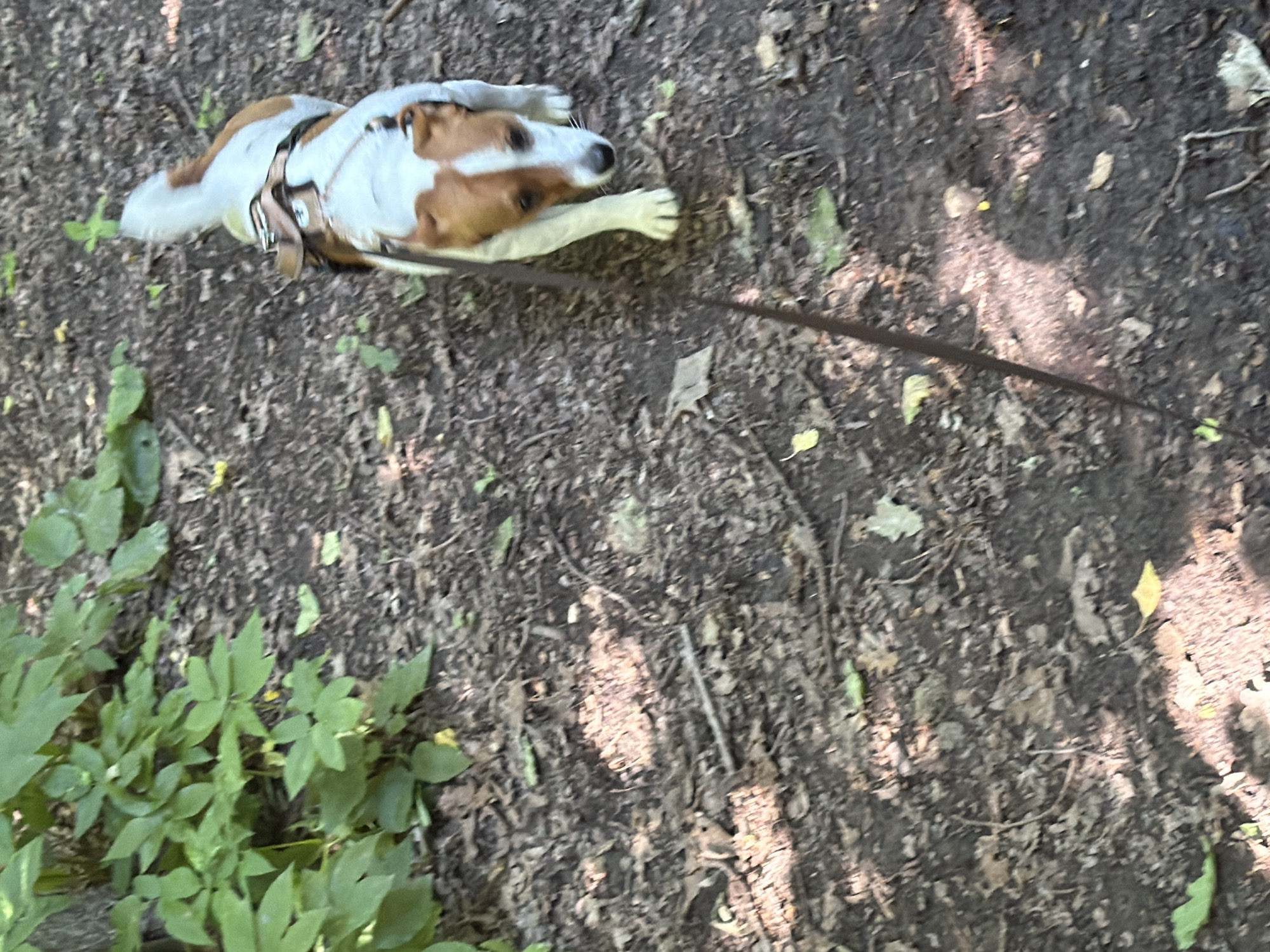 A Jack Russell Terrier, wearing a brown and silver harness, is walking on a dirt path in a wooded area. The dog is white with brown markings on its head and back, and it is looking down. A thin brown leash is attached to the harness and extends out of the frame. The ground is covered with dirt, fallen leaves, and small twigs. Green foliage is visible in the upper left corner of the image. The lighting suggests it is daytime, with dappled sunlight filtering through the trees. There is no indication of the city of Moscow, Russia, or any other specific urban location.