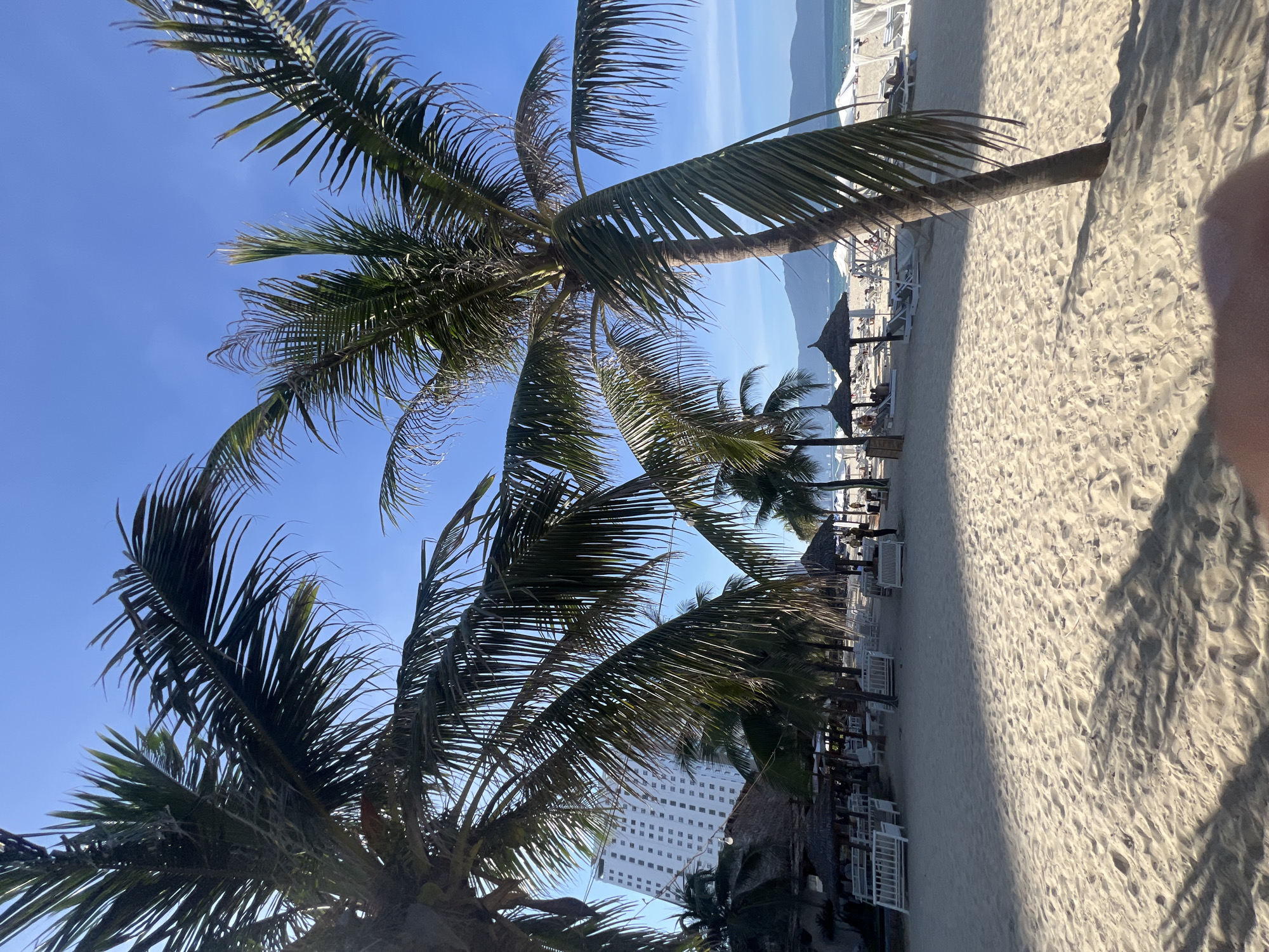 This media file depicts a sunny beach scene in Đà Nẵng, Vietnam. The foreground is dominated by the lush fronds of several palm trees, with their shadows cast across the pale sand. In the background, the bright, unblemished sky meets a hazy horizon, suggesting a clear day. Beyond the beach, a resort complex is visible, featuring rows of white lounge chairs and thatched umbrellas. A tall, white hotel building stands prominently, its facade dotted with numerous windows. The presence of lounge chairs and umbrellas indicates a setting designed for relaxation and tourism. The overall atmosphere is one of a tranquil, tropical getaway. The image appears to have been taken in the late morning or early afternoon, given the angle of the sun and the distinct shadows. There is no visible text in the media file.