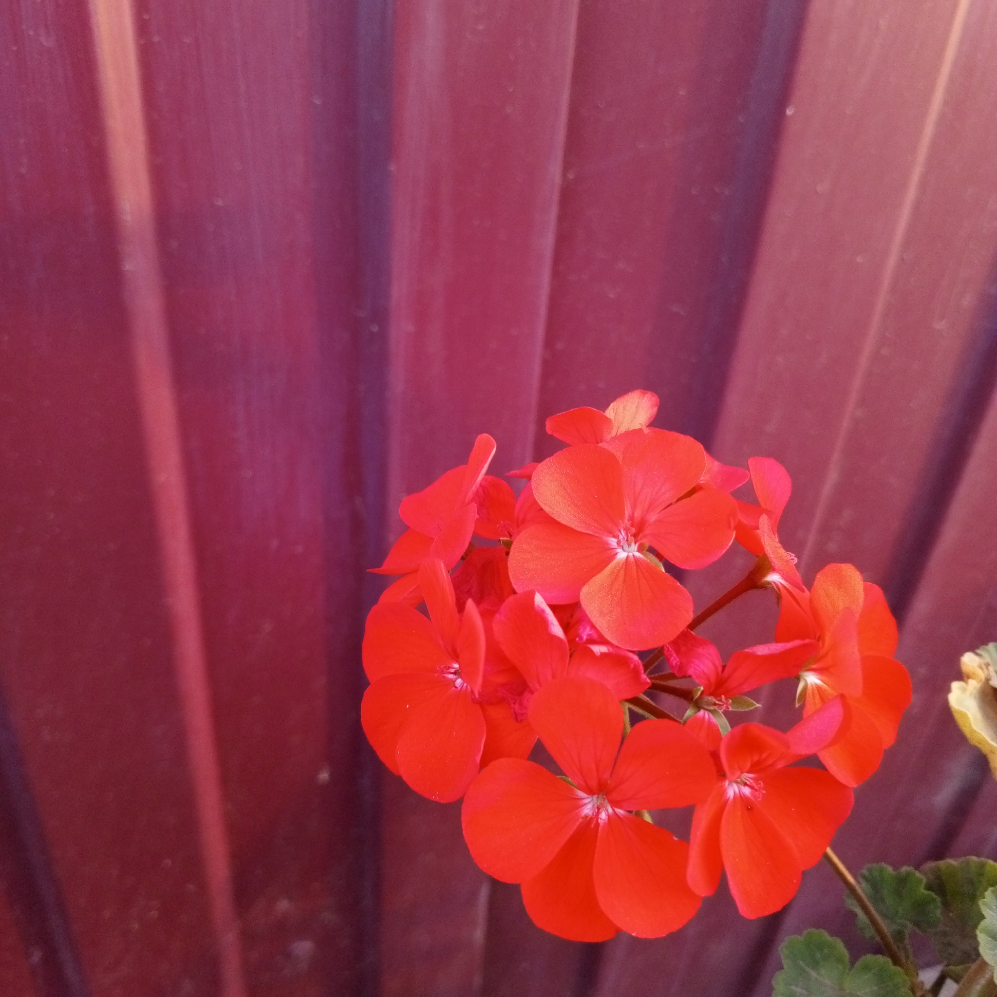 A cluster of vibrant red geranium flowers is in the foreground, with their petals catching the sunlight. They are set against a backdrop of a corrugated, deep red metallic surface, likely a fence or siding. The texture of the background is characterized by vertical, parallel ridges. Some green leaves and a dried, light yellow leaf are visible at the lower right edge of the frame. The lighting suggests it is daytime, with shadows cast by the petals. The image is a close-up shot, focusing on the floral subject. The location is specified as Sayanogorsk, Russia.