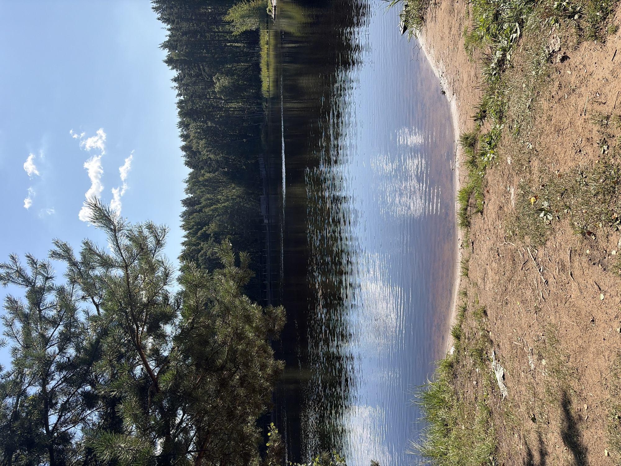 A pine branch hangs over a calm lake on a sunny day. The lake is dark and reflects the sky and trees. The far bank of the lake is lined with dense green forest. The foreground consists of a sandy shore with sparse grass. There is no person or animal visible in the image. The scene appears to be a natural landscape in Suoranda, Russia.