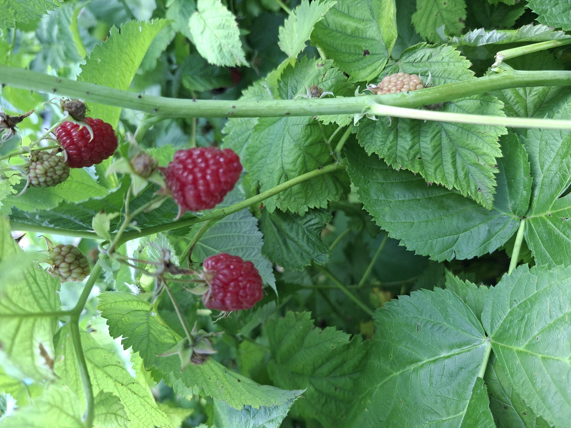 The image shows a close-up of a raspberry bush with several ripe and unripe berries. The berries are a vibrant red, and some are still green and developing. The leaves of the bush are a deep green and have a serrated edge. The bush is growing in what appears to be a garden or natural setting, with soft, green foliage in the background. The image is taken in focus on the raspberries and leaves, with the background slightly blurred. The berries are suspended from thin stems. There are no people or animals visible in the image. The scene is a natural one, showcasing the fruit of the raspberry bush.