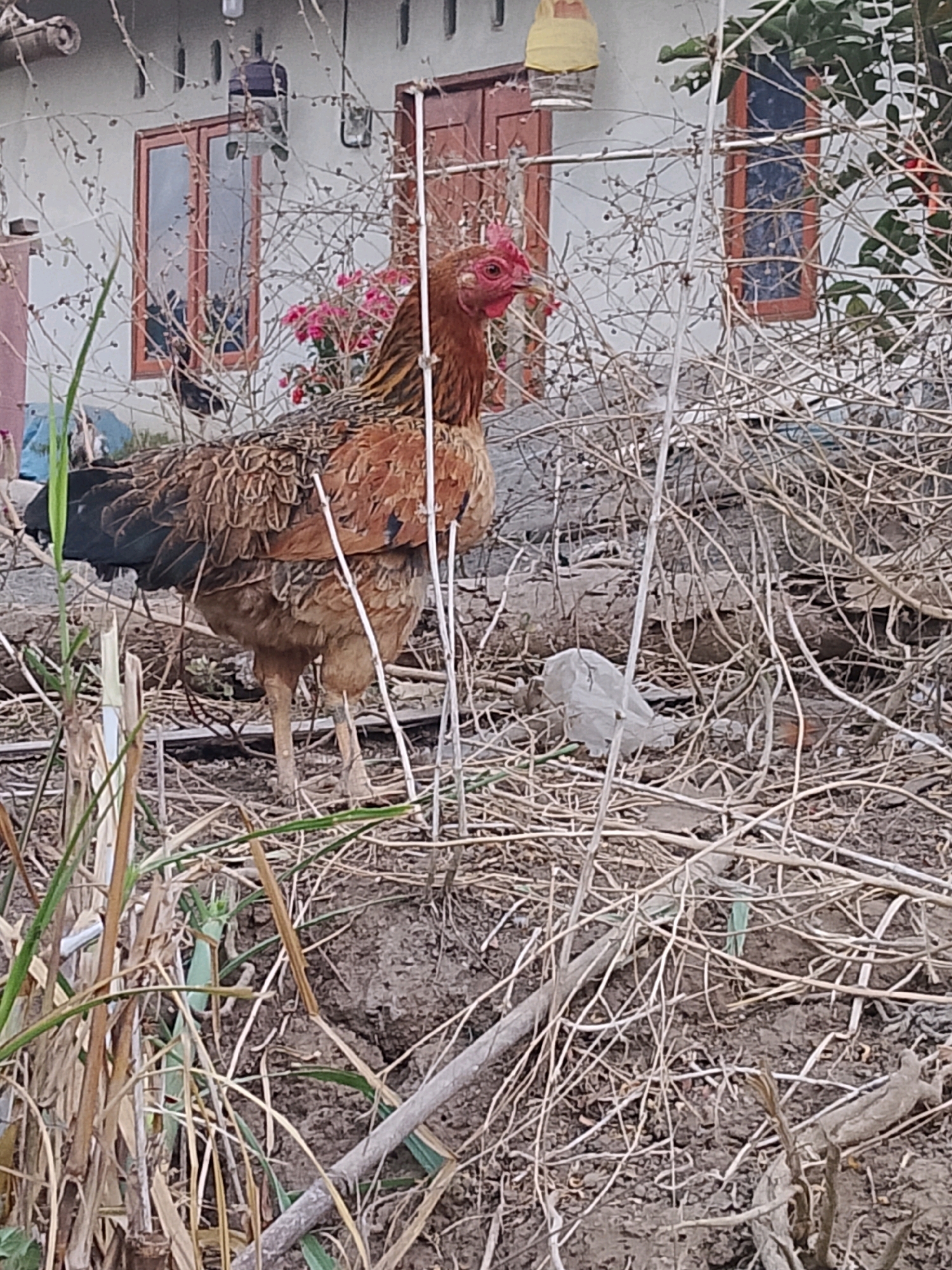 A chicken stands in the dry grass and branches in front of a house. The chicken is brown and has a red comb on its head. The house is light-colored with brown trim around the windows and doors. There are pink flowers growing near the house. The ground is covered in dirt and dry leaves.