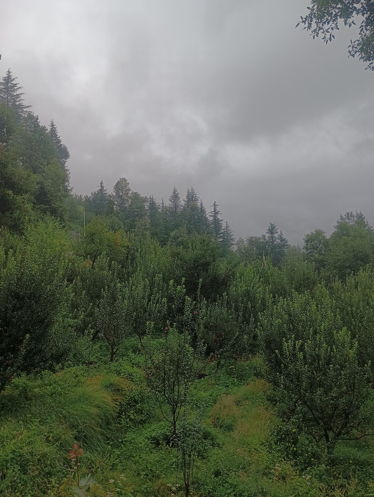 The image depicts a lush, green hillside covered in dense foliage, likely an orchard or forest, under a heavy, overcast sky. The vegetation is predominantly shades of green, with various tree species and undergrowth visible. Some taller coniferous trees are present on the higher slopes, their silhouettes sharp against the cloudy sky. A narrow, faint path or road is visible winding its way up the left side of the hill. The overall impression is one of a natural, possibly remote, rural landscape. The location is identified as Goshal, India. There are no people, animals, or distinct structures visible in the frame.