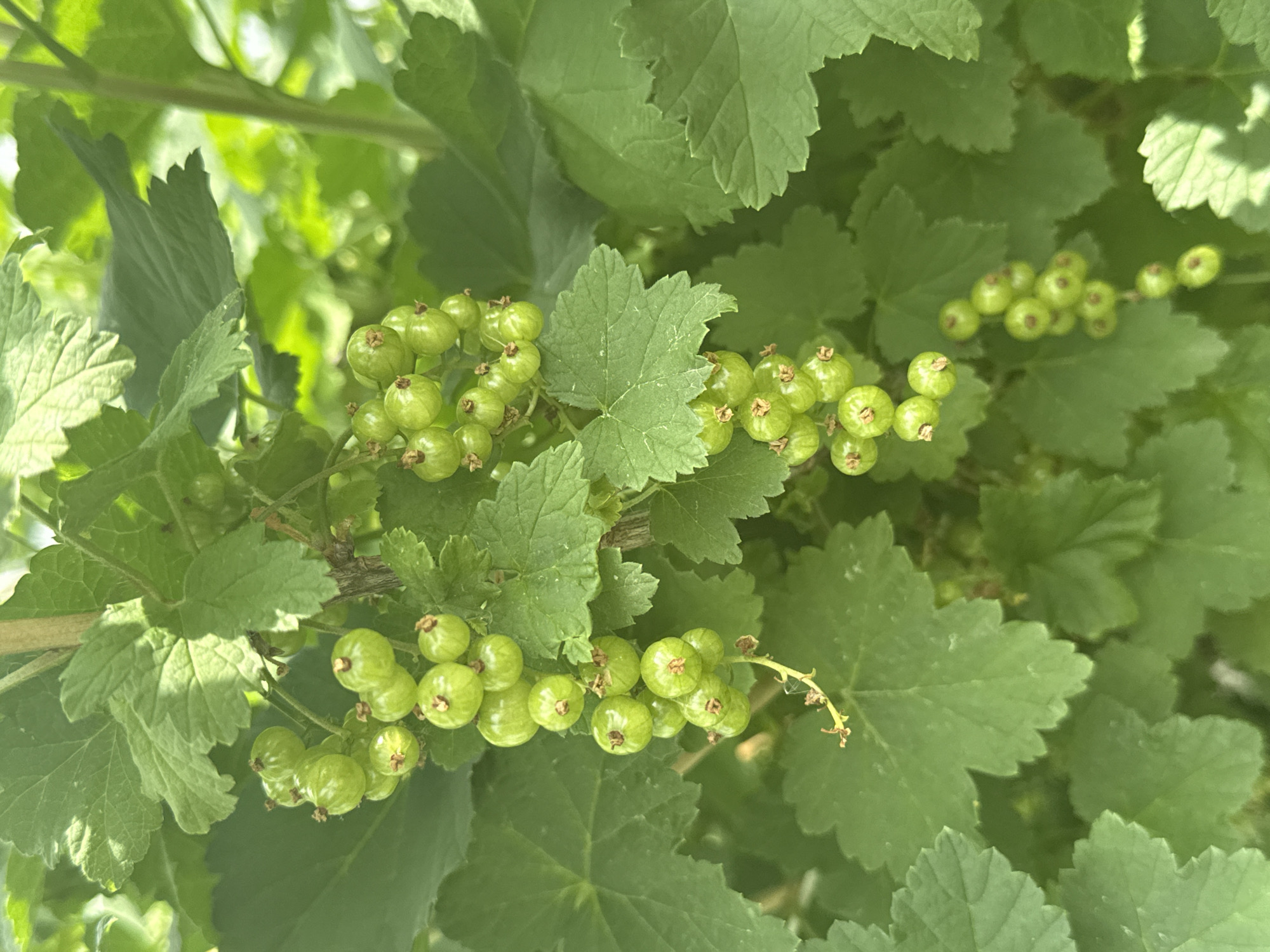 This is a close-up, eye-level, vertical, full-shot photograph of unripe green currants on a branch. The currants are clustered in two main bunches, hanging down from a stem that is partially visible. The currants are round and smooth, with tiny stems connecting them to the main branch. The leaves of the currant bush are broad, deeply lobed, and serrated along the edges. The foliage is a vibrant green and fills the background of the image, creating a lush, natural setting. The lighting suggests it is daytime, with some sunlight dappling through the leaves. There are no people or other objects visible in the scene. The image was taken in Kazan, Russia.