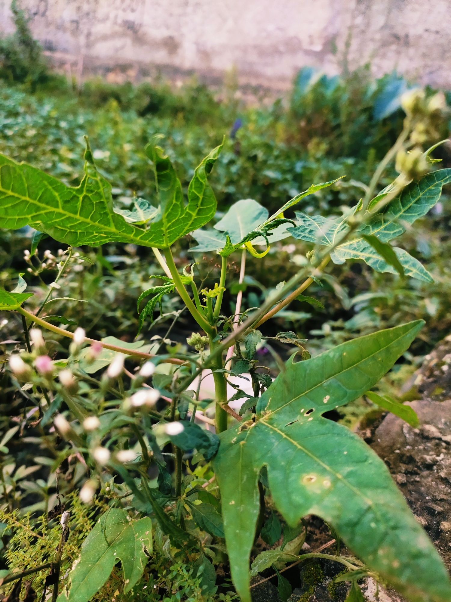 The image depicts a patch of vegetation in Bumiwangi, Indonesia. The primary focus is on a plant with lobed, green leaves, possibly a young papaya plant or a similar species. The leaves show a distinct vein pattern and some minor damage. Smaller flowering plants with white and pink blossoms are visible around the base of the larger plant. The surrounding environment includes other types of greenery, moss, and a concrete or stone surface in the lower right corner. The background shows a blurred wall or building and more vegetation. The scene appears to be a close-up shot taken at ground level, focusing on the interplay of different plant species within a small area.
