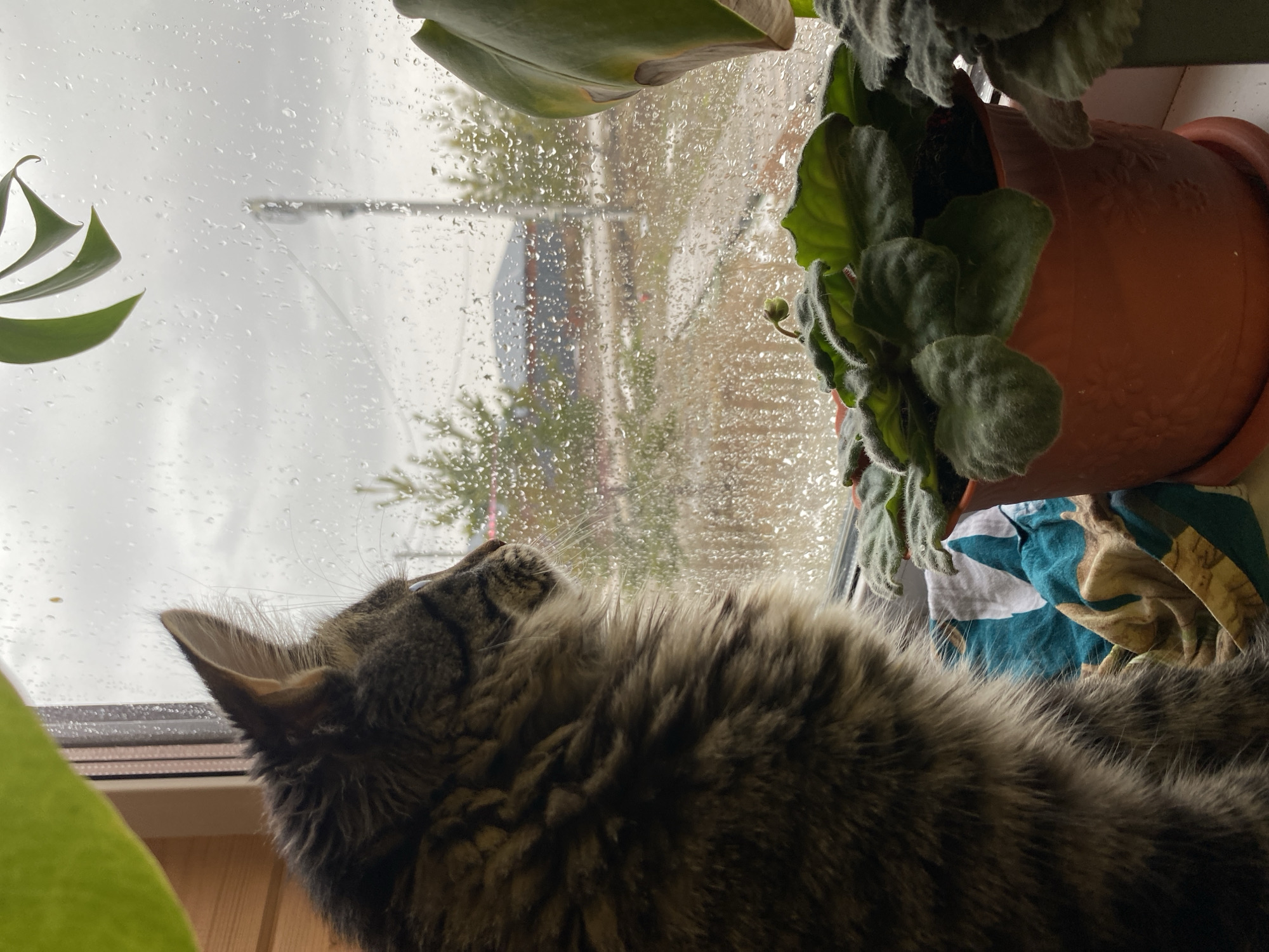 A fluffy, tabby cat is gazing out a window covered in raindrops. The cat is positioned on a windowsill next to a terracotta pot with a green, leafy plant. Outside the window, the blurred scene suggests a street in the city of Izhevsk, Russia, with trees, a utility pole, and buildings visible through the rain-streaked glass. The overall tone of the image is gray and muted, reflecting the rainy weather.