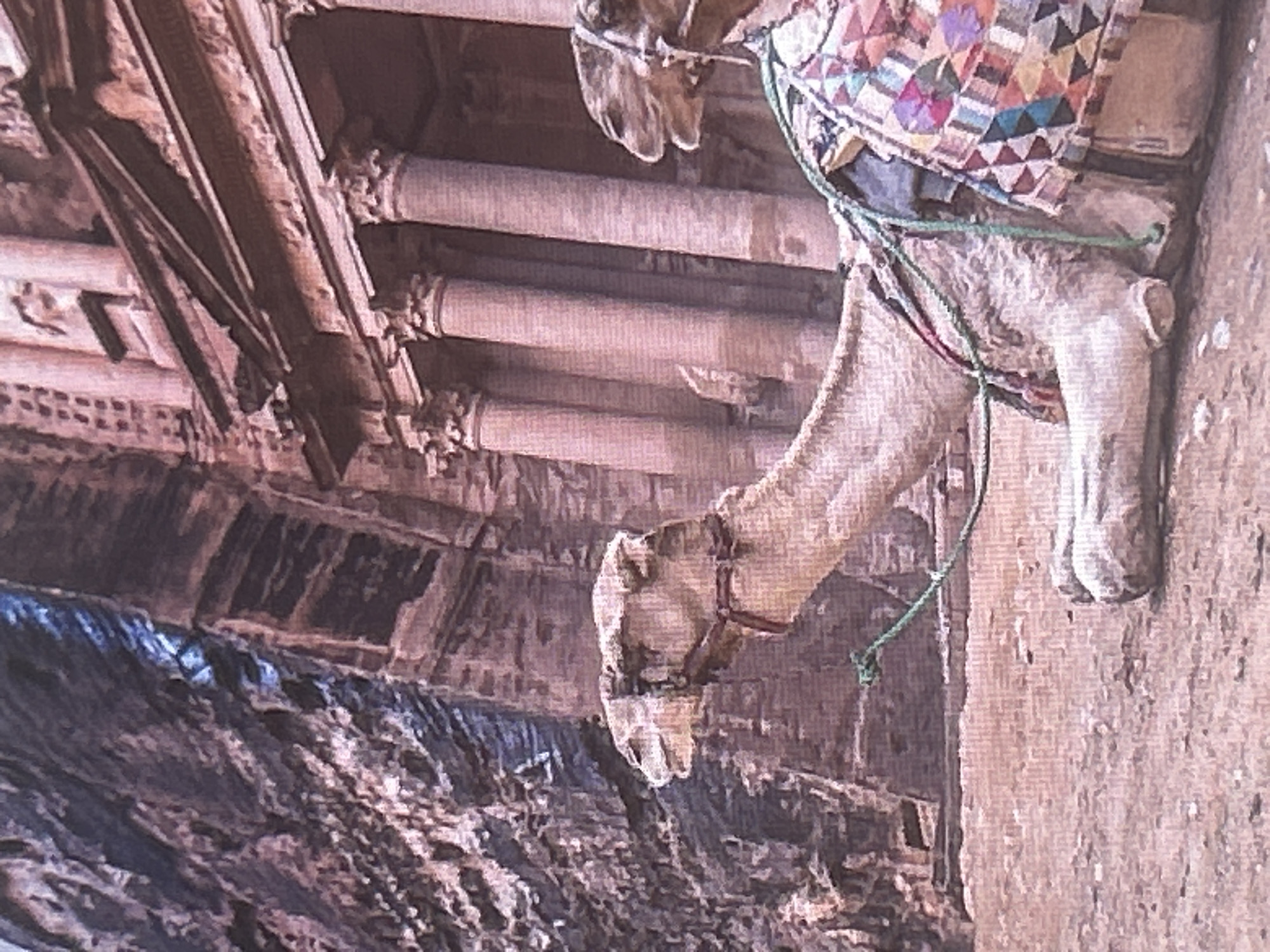 The image depicts a camel resting on sandy ground in front of a rock-hewn facade. The facade features architectural elements such as columns and decorative carvings. The camel is adorned with a colorful saddle blanket. The scene appears to be a historical or archaeological site, possibly in a desert environment. The image quality is grainy, suggesting it might be a photograph taken with a low-resolution camera or a digital capture of an older image. The location is not in Sofia, Bulgaria, but rather the image is a well-known depiction of the Treasury (Al-Khazneh) in Petra, Jordan.