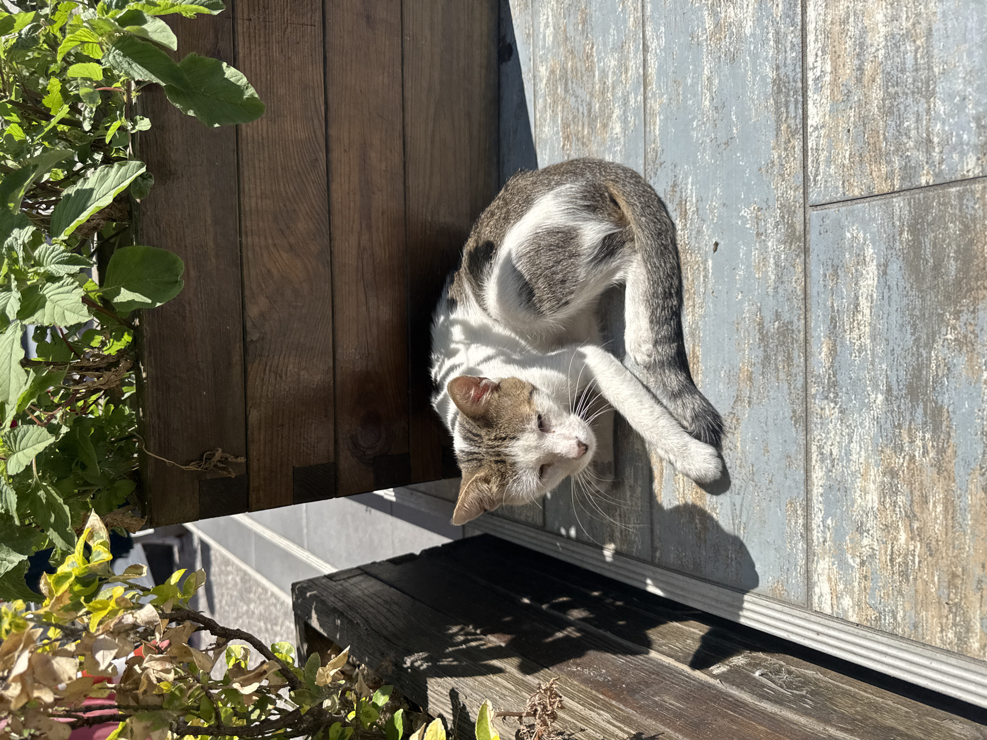 A stray cat, with white and grey tabby markings, is lying curled on a weathered, blue-grey tiled surface in Gungoren, Turkey. The cat is positioned in the shade cast by a large wooden planter filled with green foliage. The planter is placed next to a smaller, similar wooden planter containing dry, yellowed leaves. The scene appears to be outdoors, possibly in a public space or courtyard, given the tiled flooring and planters. The lighting suggests it is daytime, with strong sunlight creating distinct shadows. There are no people visible in the image.