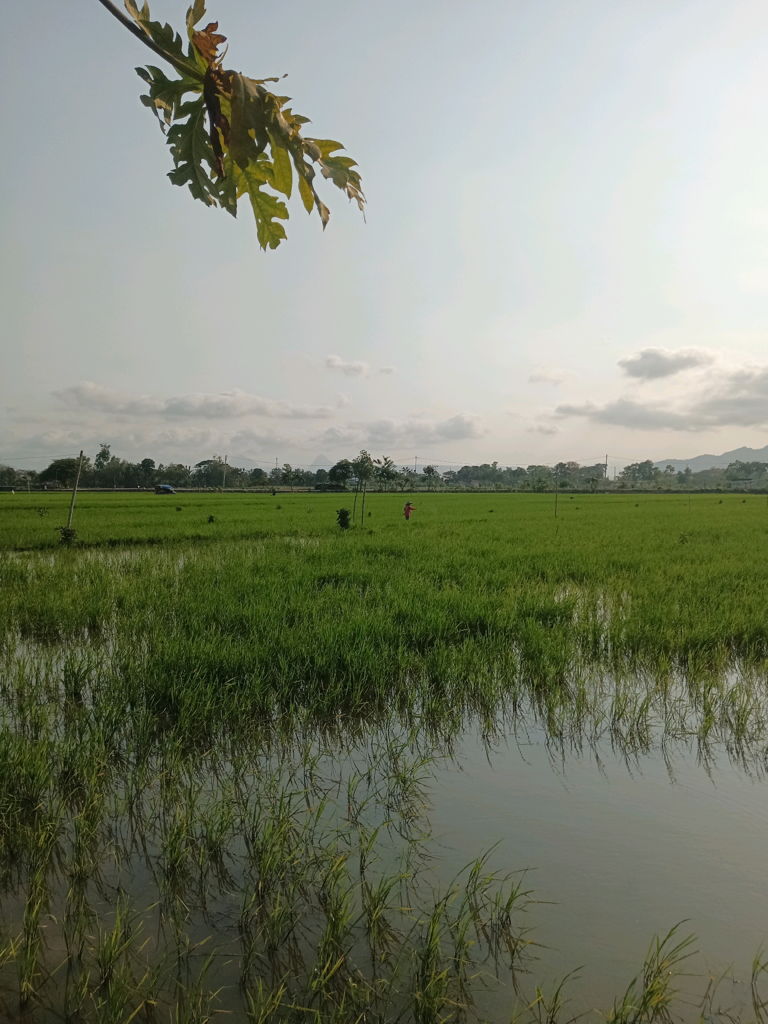 The image depicts a lush green rice paddy field under a hazy sky, likely in or around Tawing, Indonesia. In the foreground, the shallow water of the paddy reflects the green rice stalks, creating a textured surface. The field extends to the horizon, where a line of trees and hills is visible. A faint line of power lines is also present in the mid-ground, spanning across the field. In the distance, a small human figure, possibly a farmer wearing red clothing, can be seen in the middle of the paddy. The upper portion of the image is dominated by the pale sky, with a few scattered clouds. A branch with leaves hangs into the frame from the top left corner. The overall impression is one of rural tranquility and agricultural activity.