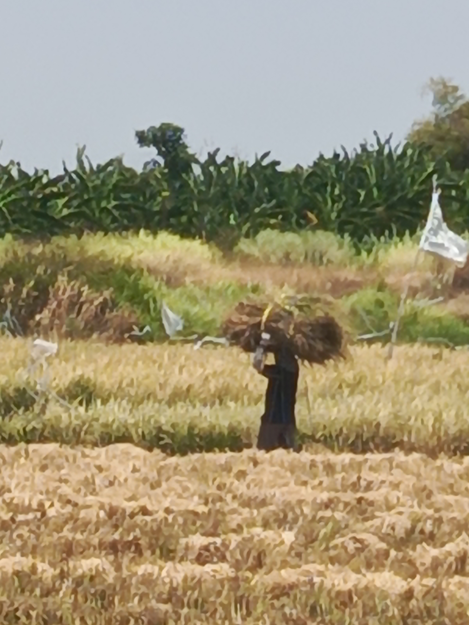 In Prasung, Indonesia, a person is captured in a field, carrying a large bundle of dry grass or stalks on their shoulders. The person is dressed in dark clothing, and the bundle is secured with a yellow strap. The environment appears to be a harvested field, with dry, golden crops covering the ground. In the background, there are rows of green plants, possibly crops like bananas, and trees. The sky is overcast. Two white flags on poles are visible in the middle ground, one on the right and another partially obscured on the left, suggesting this may be a cultivated area. The scene depicts agricultural labor in a rural Indonesian setting.