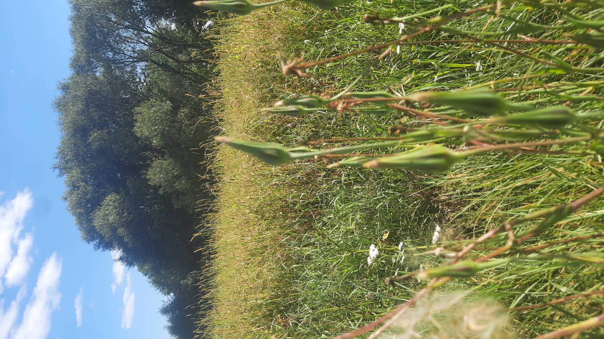 The image depicts a close-up view of a meadow with tall green grass and seed pods in the foreground, against a backdrop of trees and a blue sky with scattered white clouds. The scene appears to be set in a natural environment. There are no people or animals visible in the image. The lighting suggests it is daytime, likely sunny. The focus is on the vegetation, with the seed pods prominently displayed in the foreground. The overall impression is one of a serene, rural landscape.