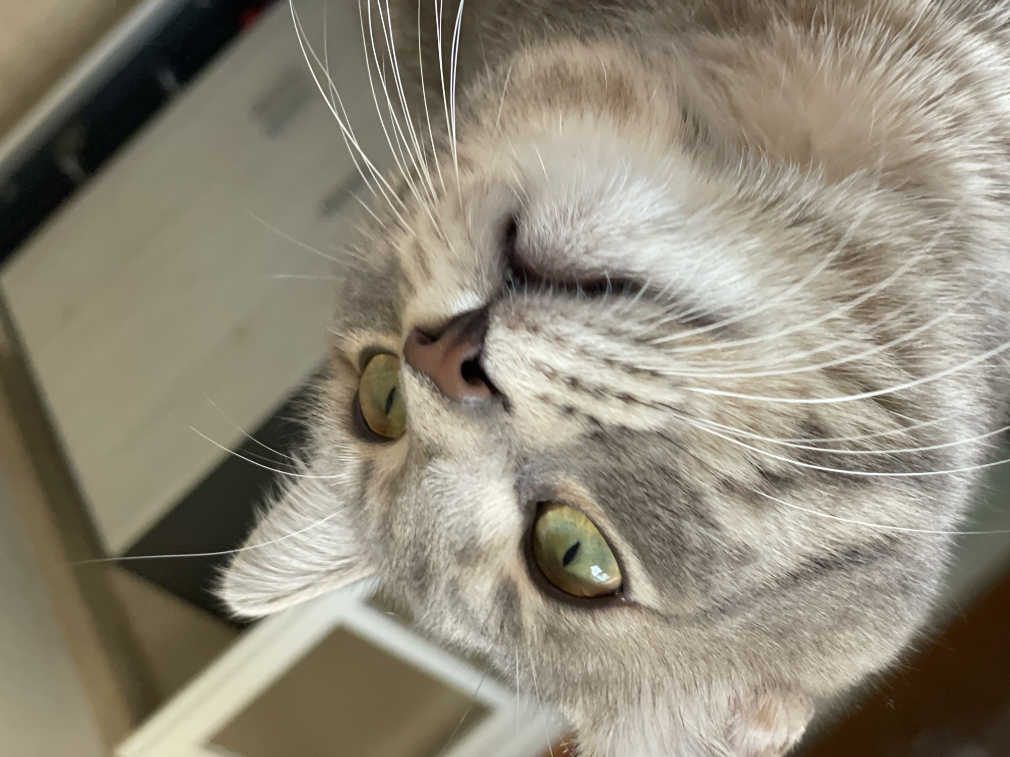 A close-up, tilted image shows the face of a grey tabby cat with green eyes. The cat's nose is pink, and its long white whiskers are prominent. In the blurred background, a partially visible white frame is seen, along with other indistinct shapes and colors. It is not possible to determine the city of Novi Sad, Serbia from this image alone.