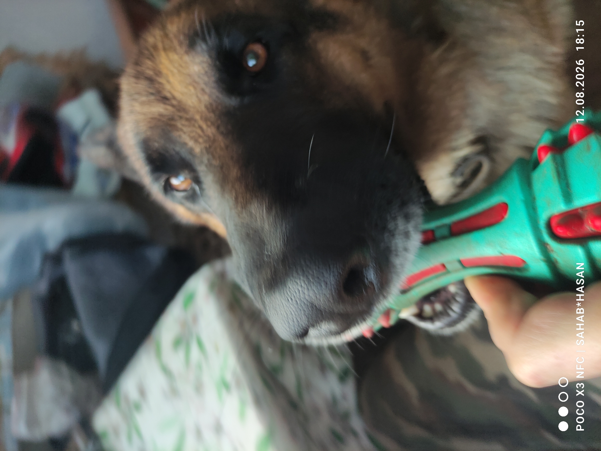 The image is a close-up, slightly out-of-focus photograph of a German Shepherd dog with its mouth open, gripping a green and red chew toy. The dog's nose and eye are prominent in the foreground. A human hand, holding the toy, is visible at the bottom of the frame. In the background, a patterned fabric and dark shapes are blurred. A timestamp in the bottom right corner reads "12.08.2026 18:15" and text in the bottom left reads "POCO X3 NFC | SAHAB*HASAN". There is no indication of the location being Kostroma, Russia.