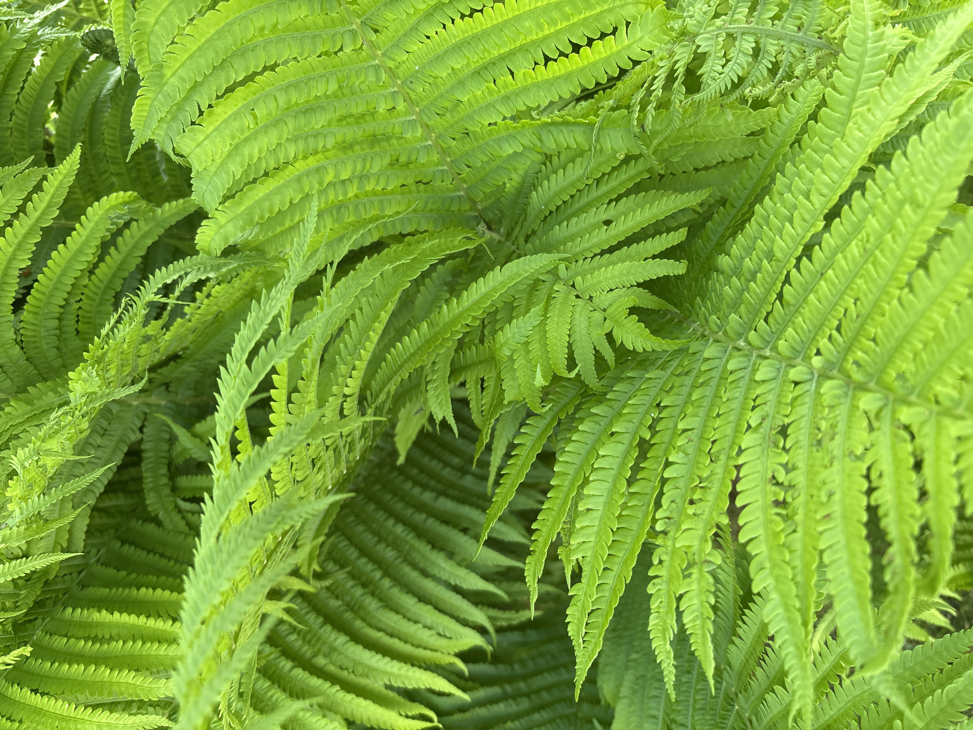 A close-up view displays a dense cluster of vibrant green fern fronds. The fronds exhibit a pinnate structure, with numerous elongated leaflets (pinnae) arranged along a central rachis. Variations in size and arrangement are visible, indicating multiple fronds overlapping and intertwining, creating a layered effect. The color is a consistent, bright lime green, suggesting healthy and well-hydrated foliage. The texture appears smooth, with subtle variations in light and shadow across the leaf surfaces. No discernible water droplets or damage are present. The background consists of further out-of-focus green foliage, maintaining a shallow depth of field. There are no people, animals, or man-made objects within the frame. The scene is illuminated by soft, ambient light, resulting in even brightness without harsh shadows. The subject is stationary. This natural setting is located in Leningradskaya, Russia.