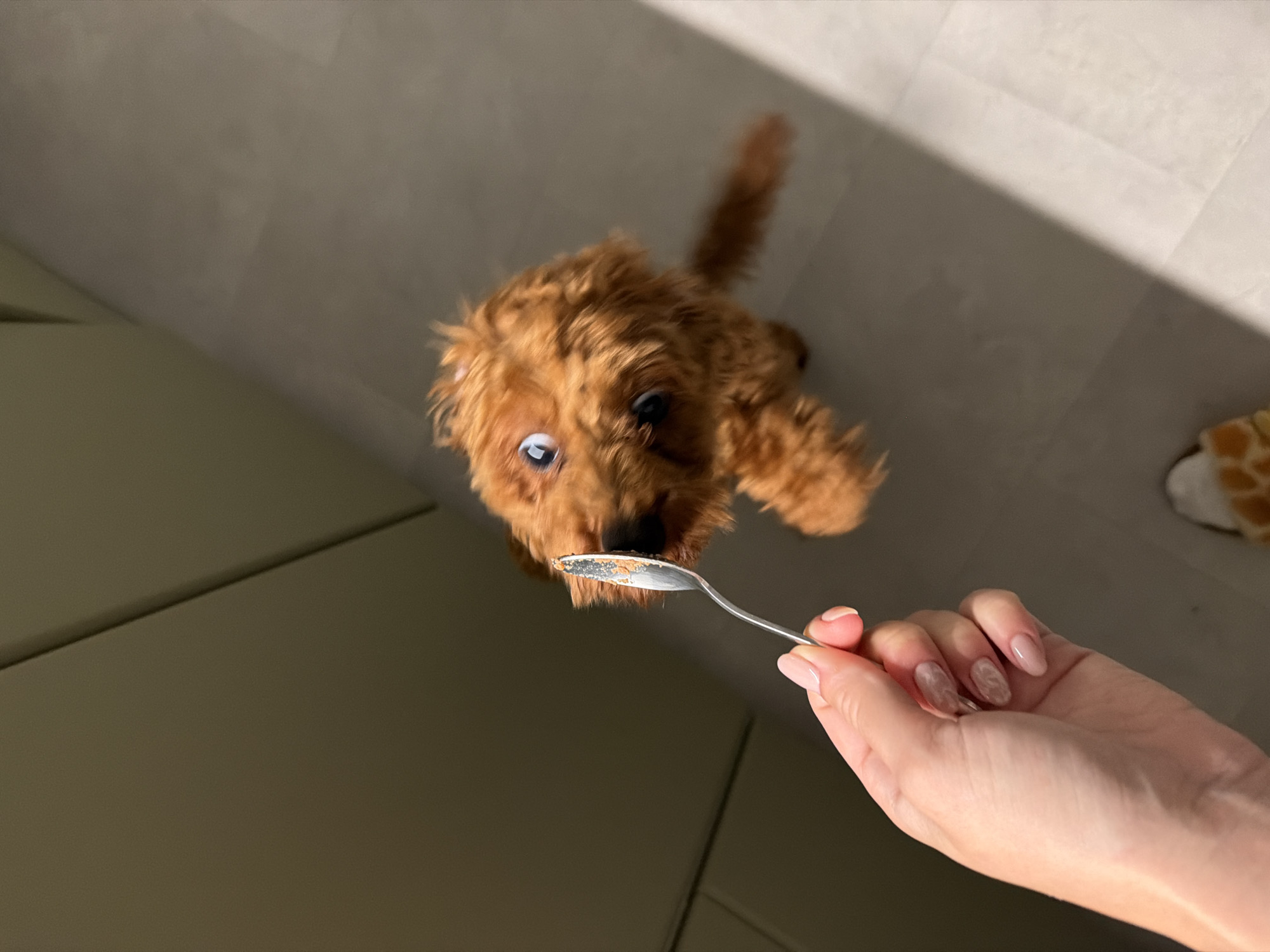 An overhead shot captures a small, fluffy, reddish-brown dog, likely a toy poodle or similar breed, looking up expectantly at a spoon held by a person's hand. The spoon has a small amount of brownish substance, possibly food, on its surface. The dog's eyes are wide and focused on the spoon. The background is a neutral-toned, possibly tiled floor, with a shadowy area on the left, suggesting an indoor environment. The lighting is somewhat dim, with a bright line of light diagonally across the floor on the right. There is no visible indication of the specific location within Sofia, Bulgaria.