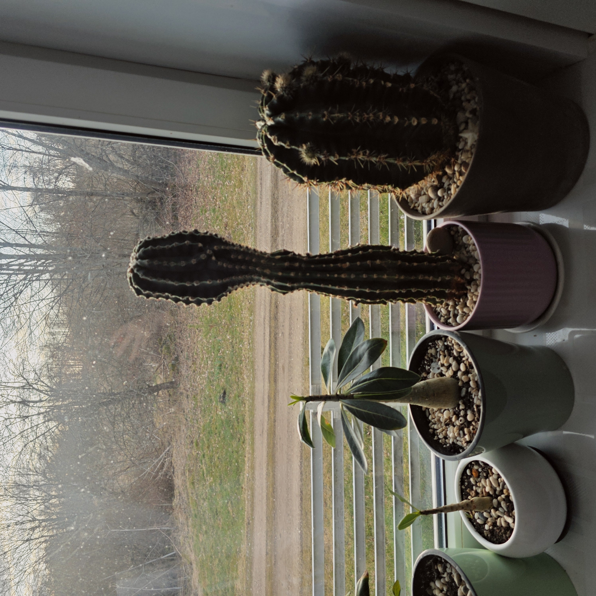The image shows a windowsill with four potted plants. The plants include two cacti, one globular and one elongated and segmented, and two Adenium obesum (desert rose) seedlings. The pots are ceramic and filled with small pebbles. The windowsill is in front of a window with closed blinds. The view through the window shows a rural landscape, likely a dirt road with fields and bare trees. The location is in a residential area that borders nature. The image was taken during the day. No people are visible in the image.