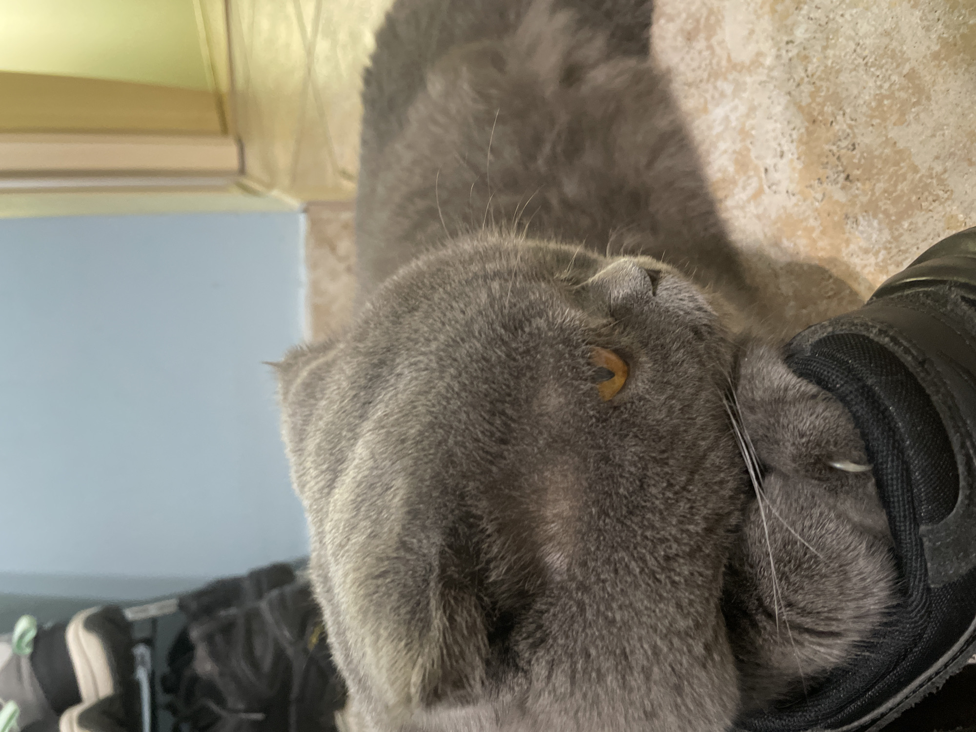 An adult Scottish Fold cat with gray fur is lying on a tiled floor, resting its head on a black sneaker. The cat is facing right, with its amber eyes visible. A shoe rack with several pairs of shoes is in the background, along with a light blue wall. The scene appears to be indoors in a residential setting.