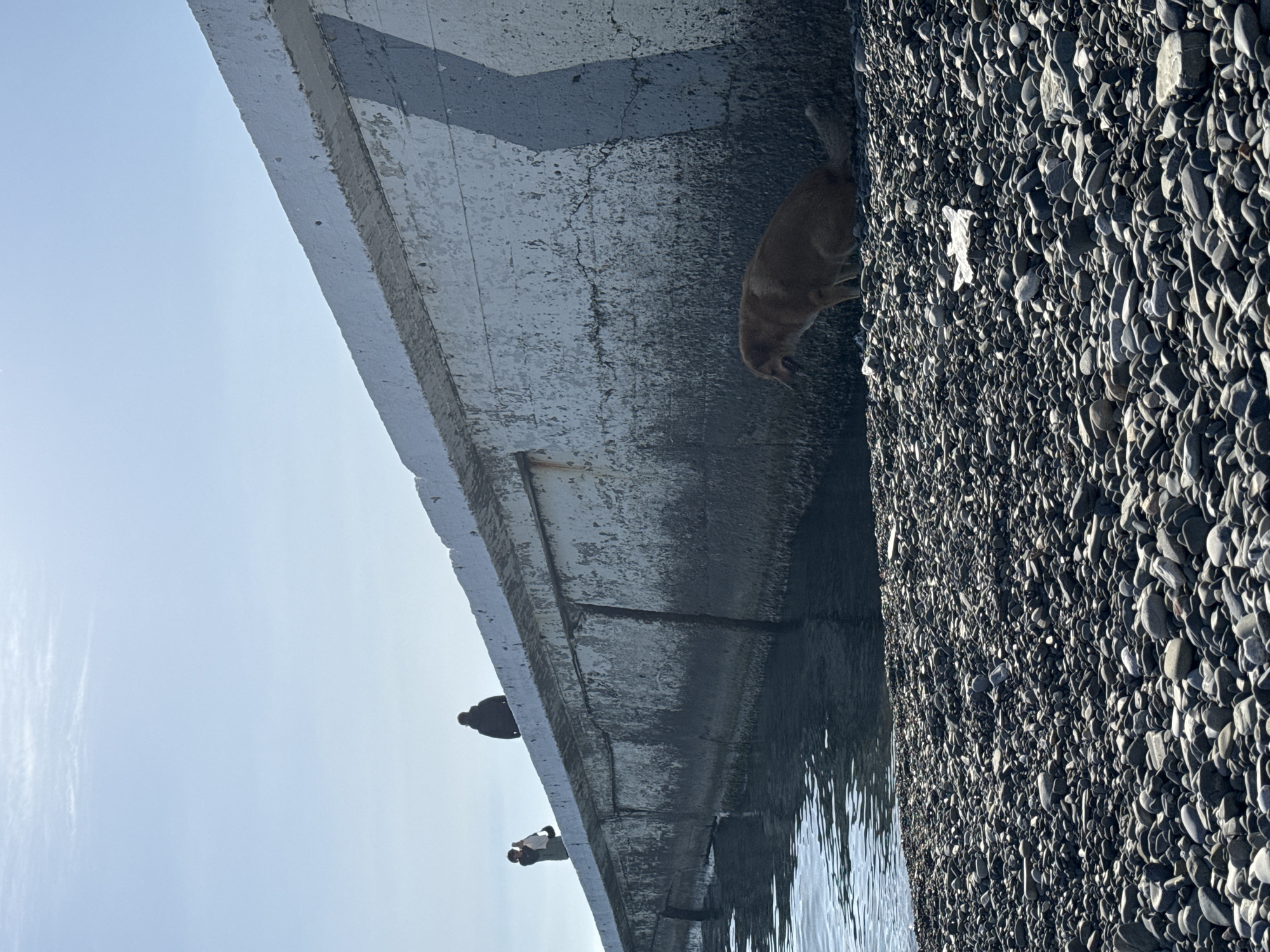 The image, oriented correctly, presents a bright daytime scene featuring a large concrete structure, likely a pier or bridge, extending diagonally from the upper left to the lower right. Underneath and to the right of this structure is a body of water, and further right, a pebble beach.
A light brown dog is the prominent subject on the right side of the frame, positioned near the water's edge and the concrete structure. Its head is lowered, seemingly looking into or drinking from the water. To the right of the dog and the water, a textured pebble beach composed of numerous small, dark grey and light grey stones fills a significant portion of the right side of the image.
On top of the concrete structure, towards the upper left, two human figures are visible. They are silhouetted against the bright sky, with one figure in dark clothing further back and another in lighter attire closer to the foreground. They appear to be observing the surroundings from the pier.
The concrete structure exhibits signs of wear, with visible cracks, darker stains, and patches of discolored surface, particularly on its underside near the water line. The water itself shows subtle ripples and reflections, indicating calm conditions. The sky is a clear, light blue with a few faint, wispy clouds visible on the far left. The scene suggests a sunny, calm day by the coast or a large body of water. There is no visible text in the image.