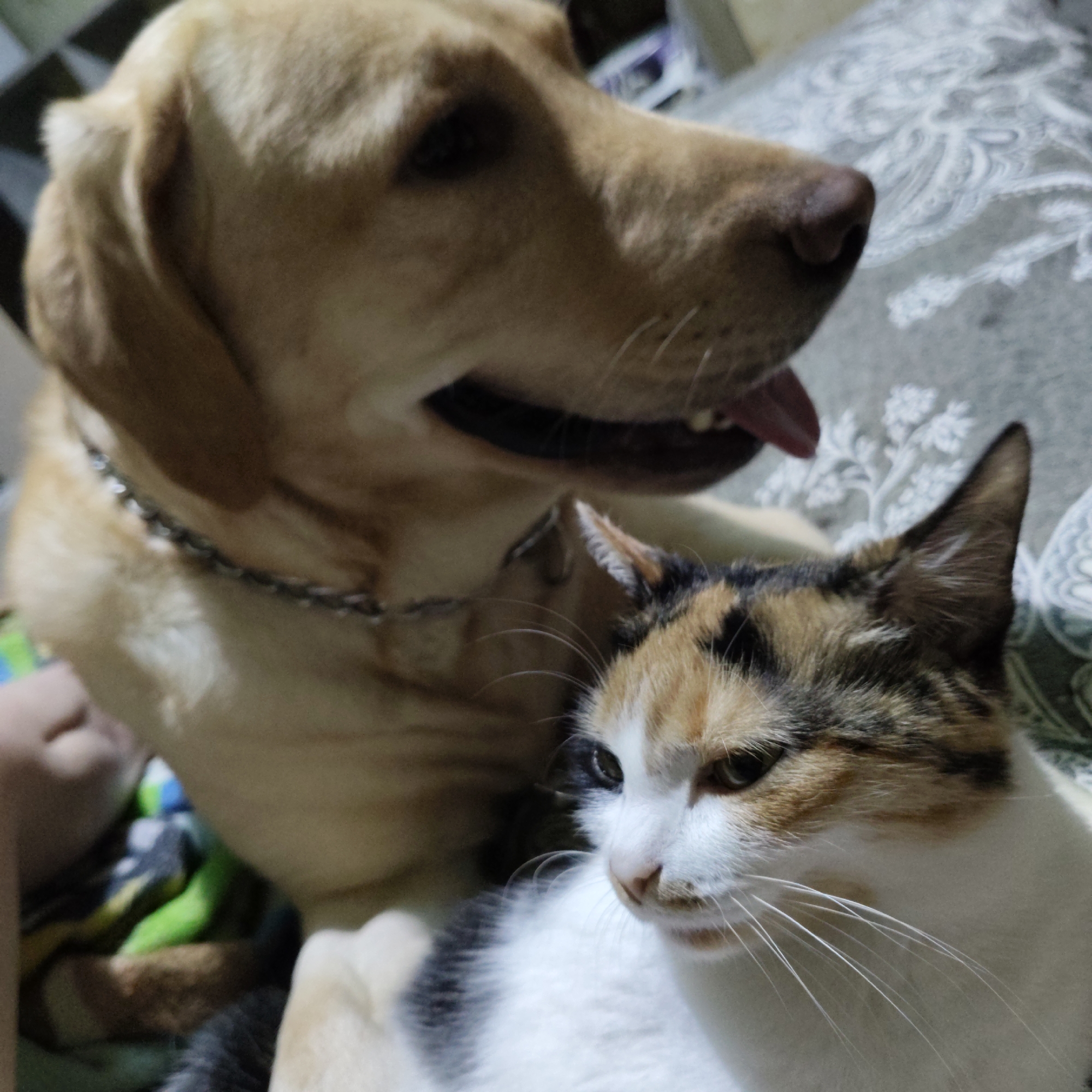 An over-the-shoulder medium shot captures a light brown Labrador retriever in soft focus behind a calico cat. The dog's head and neck are visible, with its mouth open and tongue slightly out. The cat is in sharp focus, positioned in the foreground with its face turned to the right, its fur a mix of white, black, and orange. The background consists of a patterned fabric surface, possibly a couch or blanket. The scene appears to be indoors, given the lighting and domestic setting. The location is Unknown, Unknown.