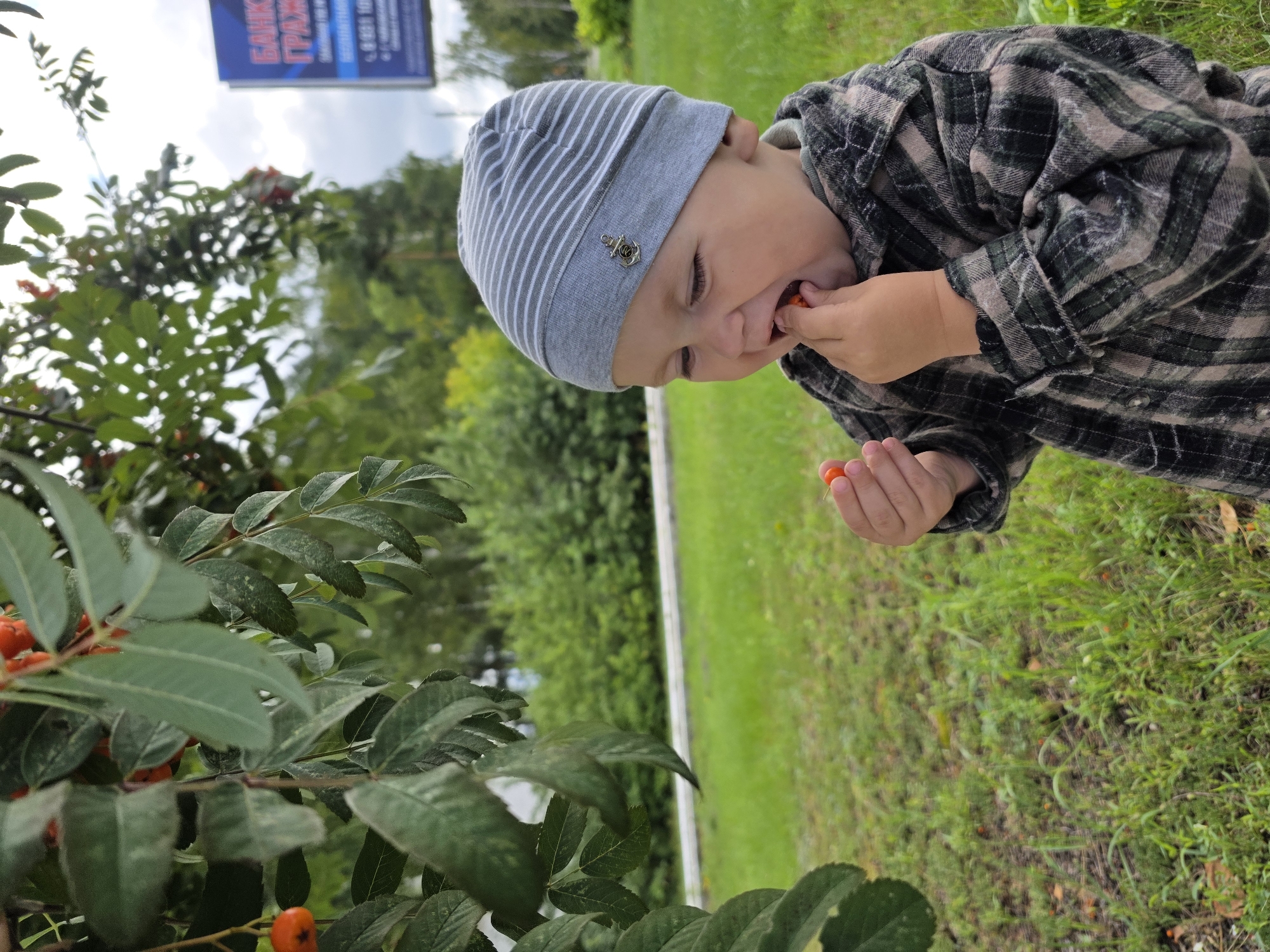 In Chaikovsky, Russia, a young child wearing a gray striped beanie with an anchor emblem and a dark plaid shirt is captured outdoors. The child is standing on a grassy area with trees and foliage in the background. In the foreground, a branch with green leaves and small orange berries hangs from a tree, with one berry in the child's mouth and another in their hand. A blue and white billboard is visible in the distance. The scene appears to be a casual outdoor moment, possibly in a park or residential area, given the presence of greenery and the billboard.