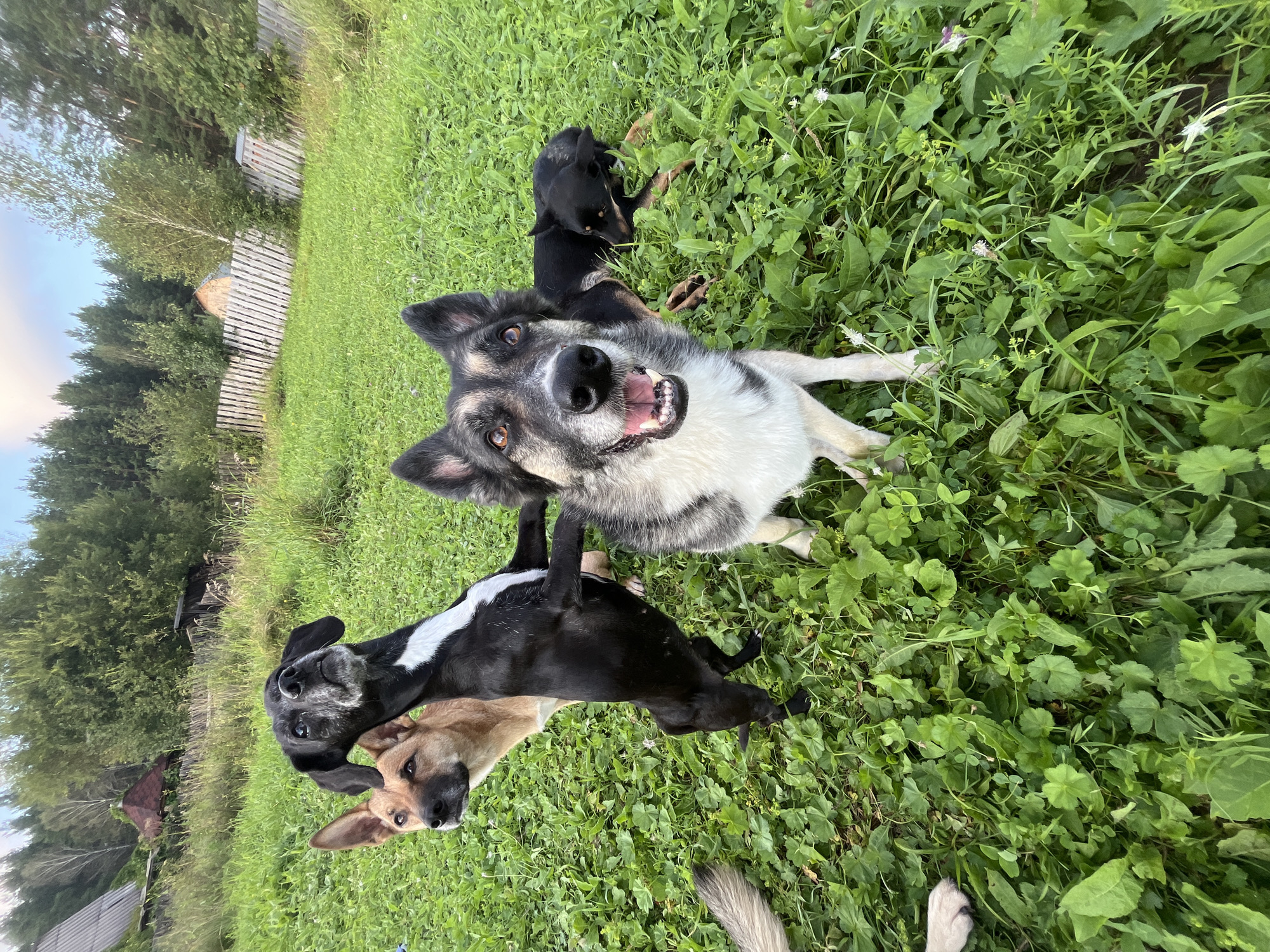 In a grassy, outdoor setting, likely a backyard or rural area in Nizhny Tagil, Russia, four dogs are present. In the foreground, a large German Shepherd-type dog with a grey and black coat faces the camera with its mouth open and tongue visible. To its left, a black dog with a white chest is standing on its hind legs, leaning against another dog. Behind these two, a light brown dog with perked ears looks to the left. To the right of the German Shepherd, a small black dog is lying down in the grass. The background consists of a green lawn, trees, and a wooden fence, suggesting a domestic or semi-rural environment. The lighting indicates it is daytime, possibly late afternoon.