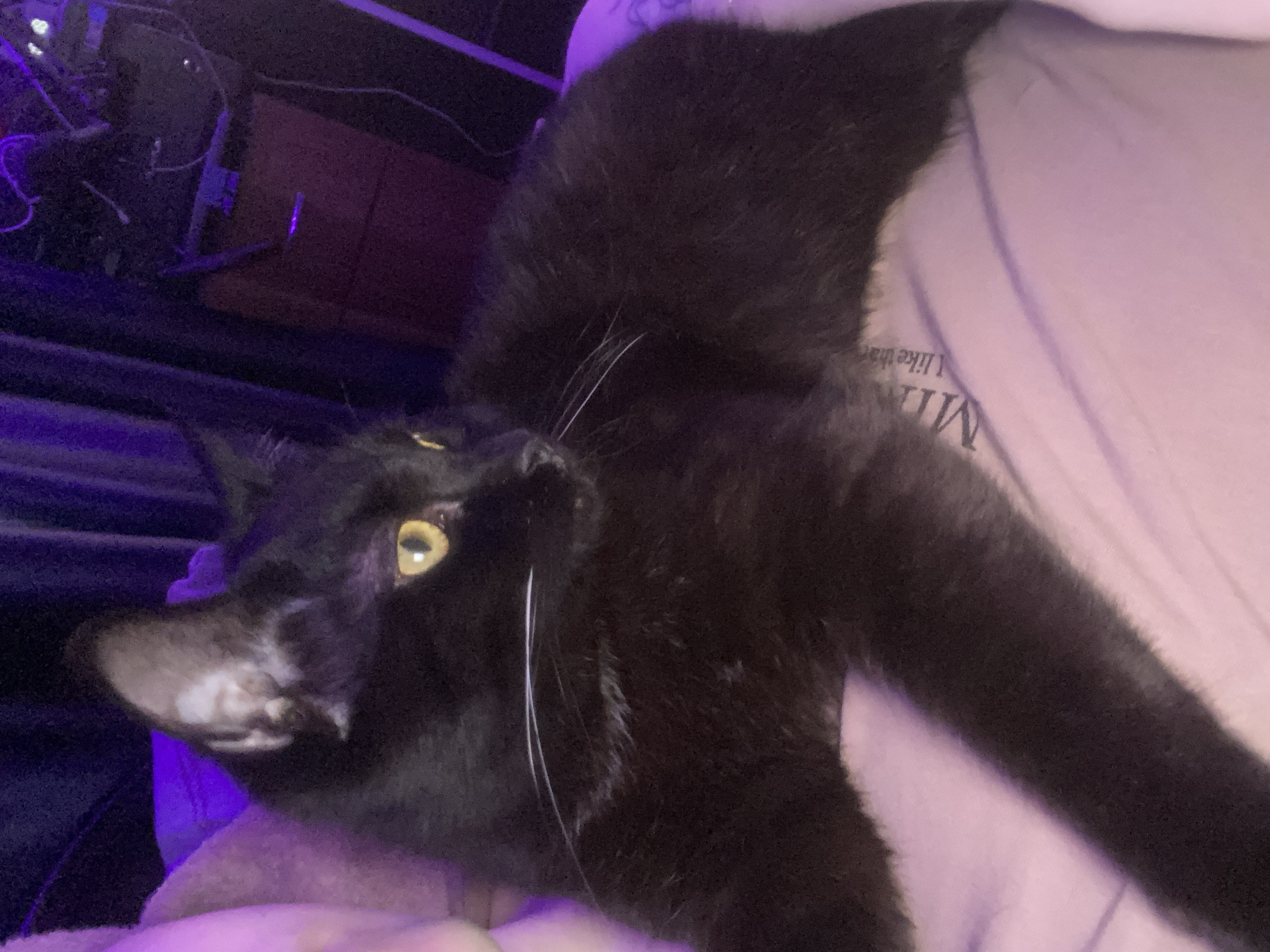 A black cat with yellow eyes is lying on a person's lap, likely indoors. The cat is facing to the left of the frame, with its body stretched out. The person is wearing a light purple shirt with text printed on it. In the background, there's a blurred image of some electronic equipment and cords. There's no indication of Izhevsk, Russia, or any city.